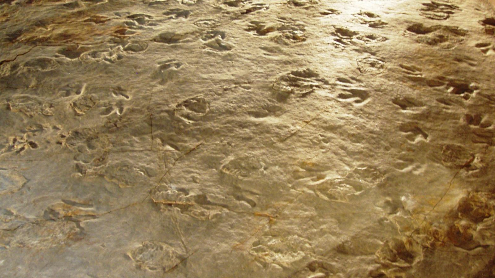 Dozens of three-toed dinosaur footprints across a lit expanse of pale sandstone on the trackway floor at Dinosaur State Park, Connecticut.