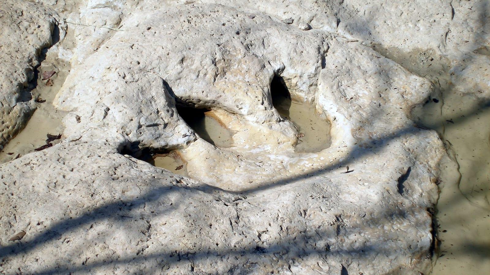 Large three-toed dinosaur footprint preserved in cream limestone in a streambed at Dinosaur Valley State Park, Texas.