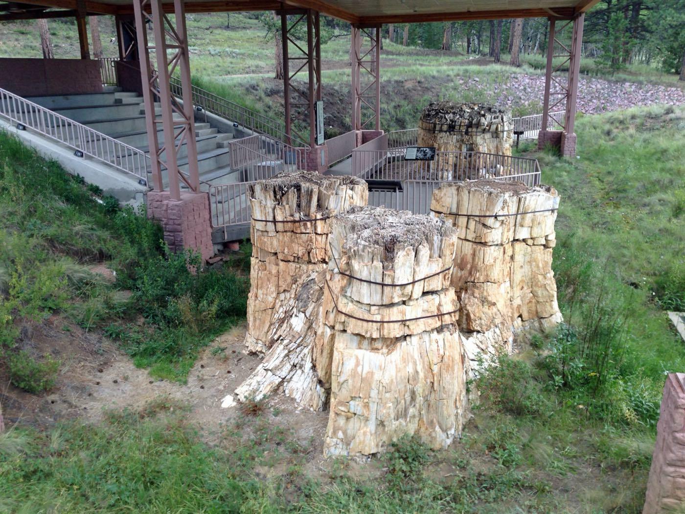 Large petrified redwood stumps standing under a protective shelter at Florissant Fossil Beds National Monument, Colorado.