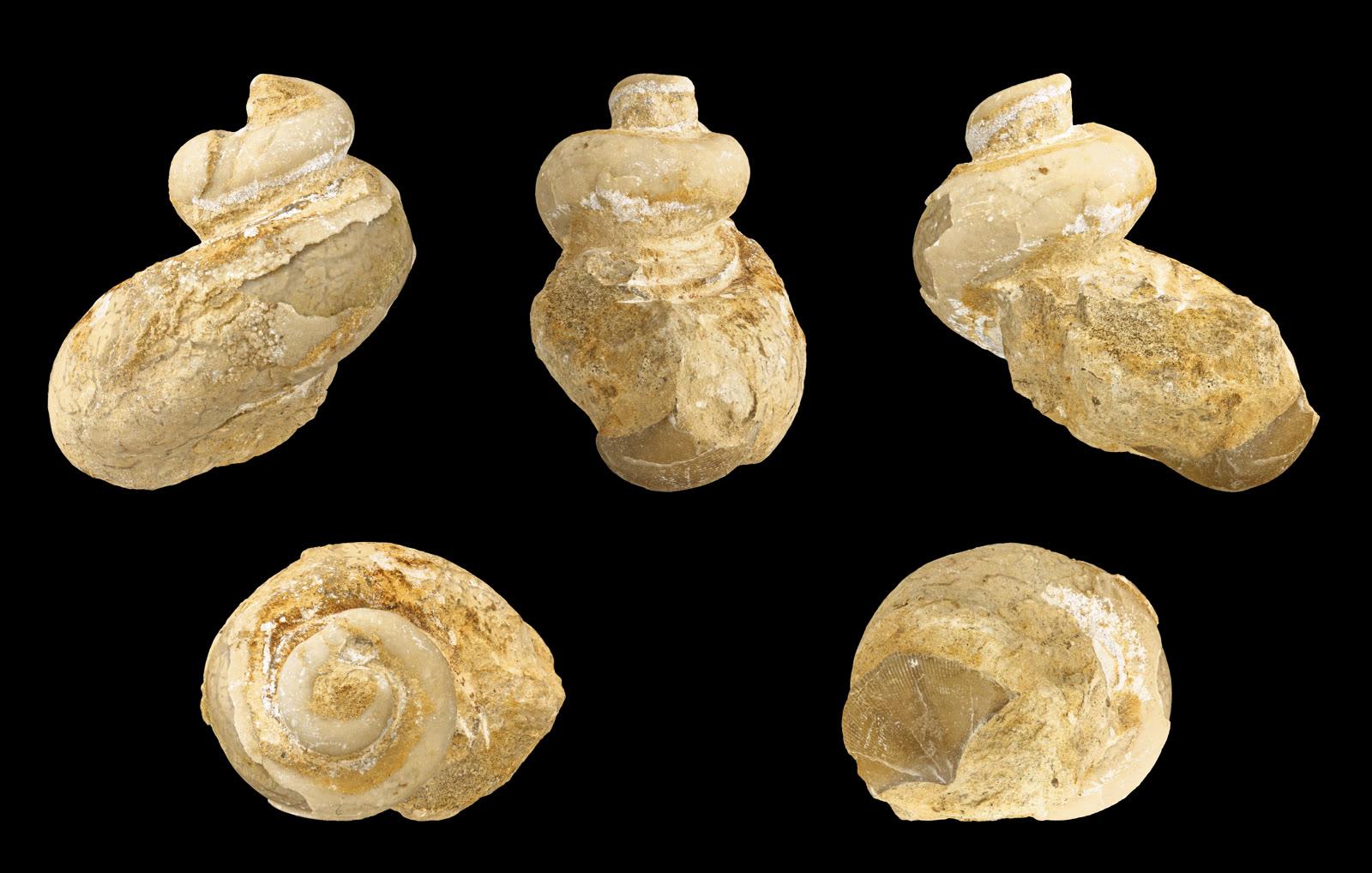 Five views of a coiled gastropod internal mould from the Lime Creek Formation, arranged on a black background