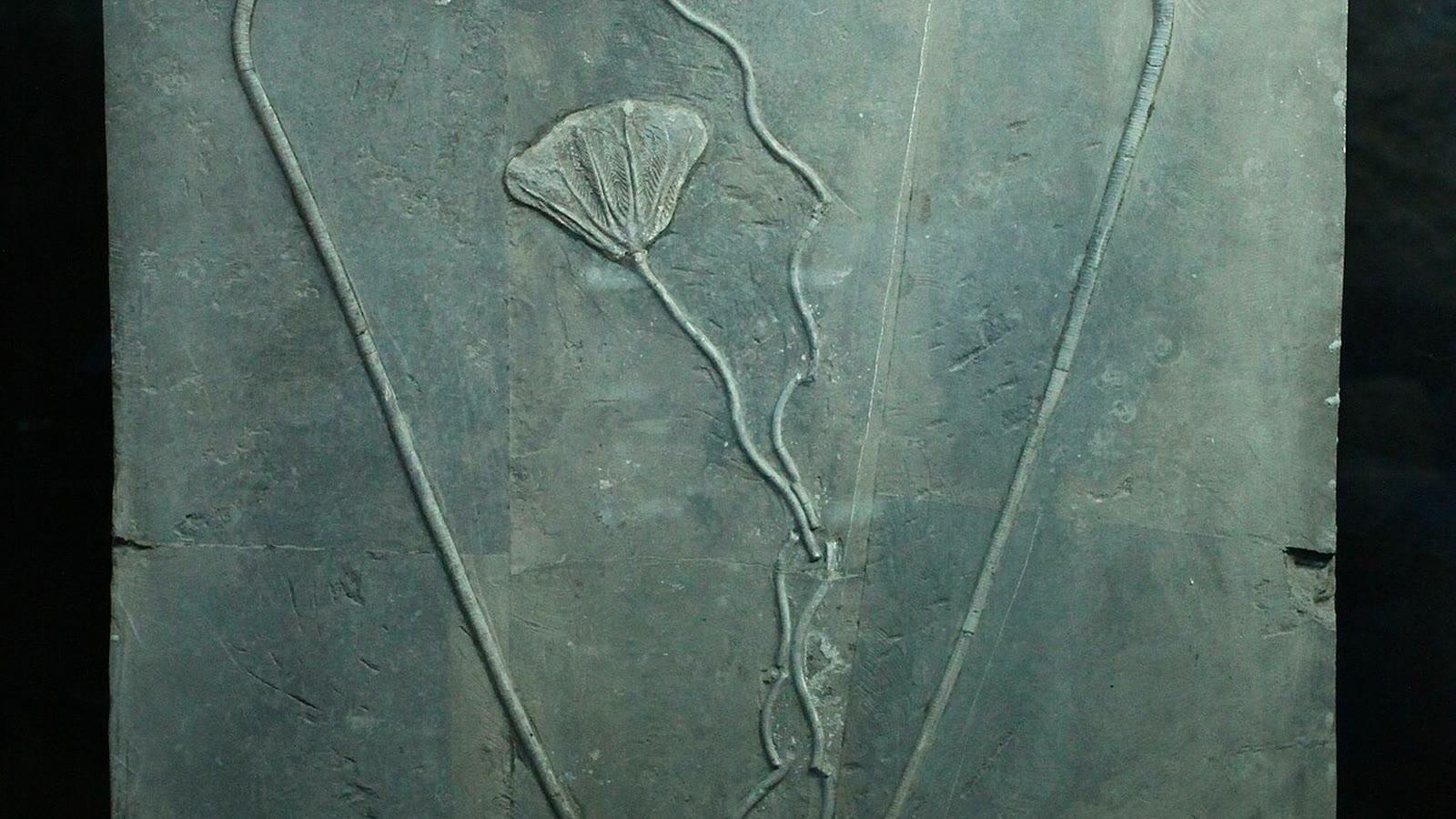 Slab of Late Triassic rock from Guanling, Guizhou, holding a crown and stem of the pelagic crinoid Traumatocrinus guanlingensis