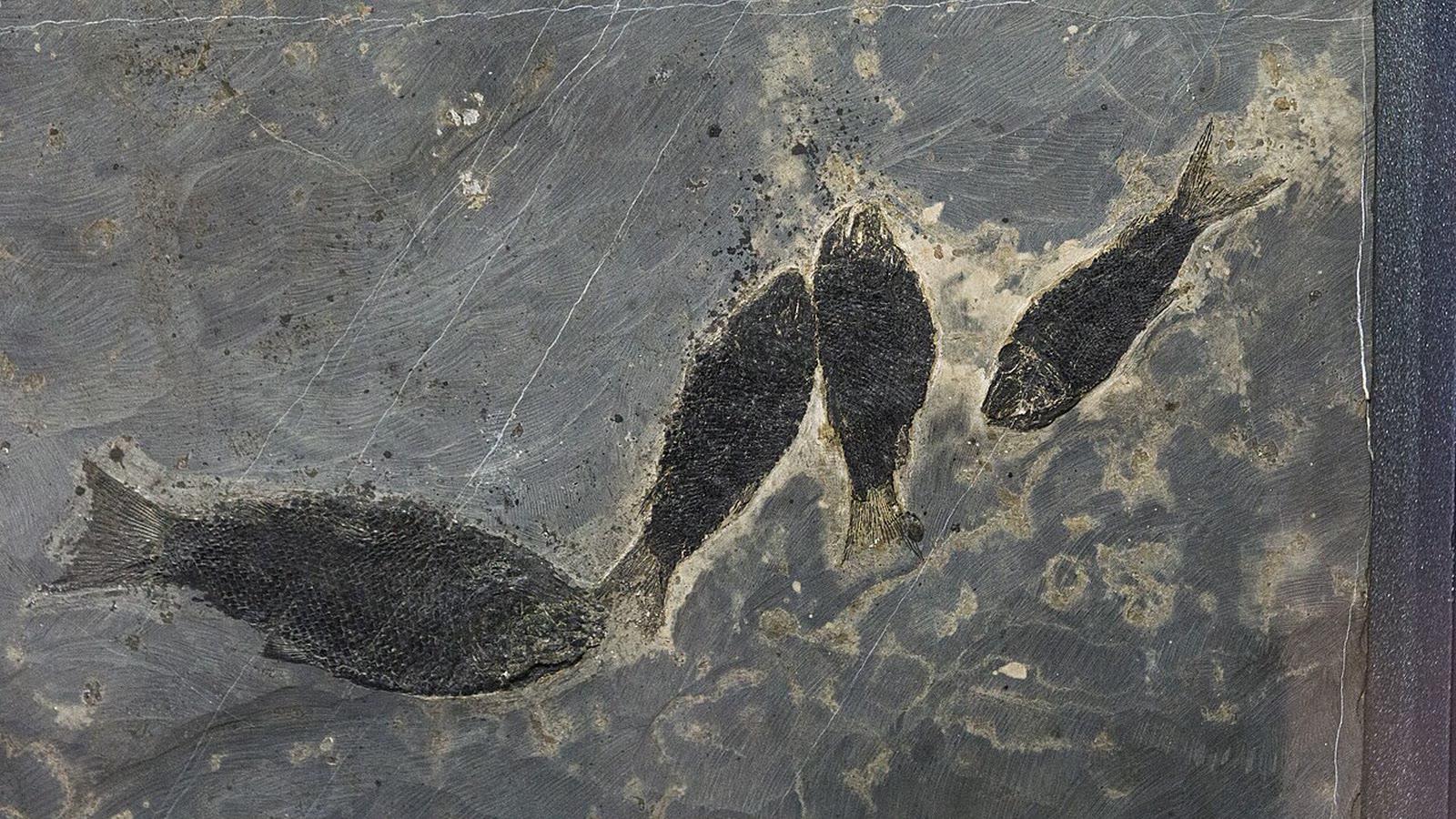 Articulated fossil fish Sangiorgioichthys sui from the Guanling Formation at Daaozi, on display in the Luoping County Museum