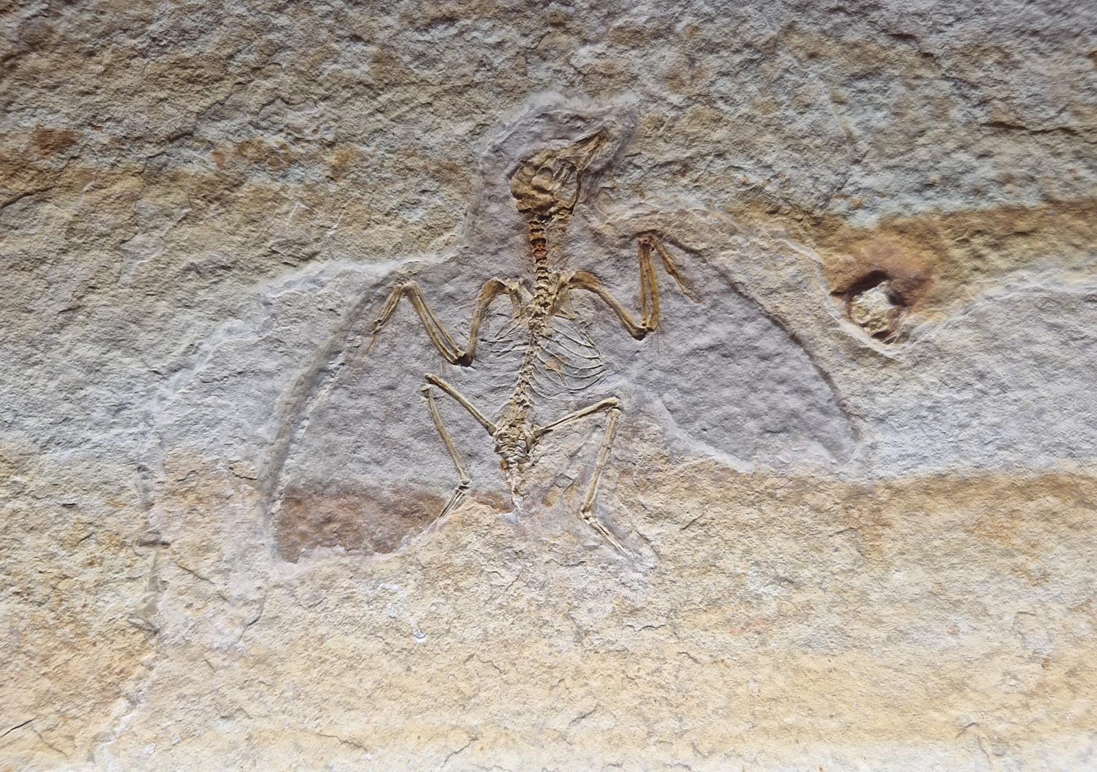 A small fossil bird skeleton spread flat on a pale slab with wings and legs splayed
