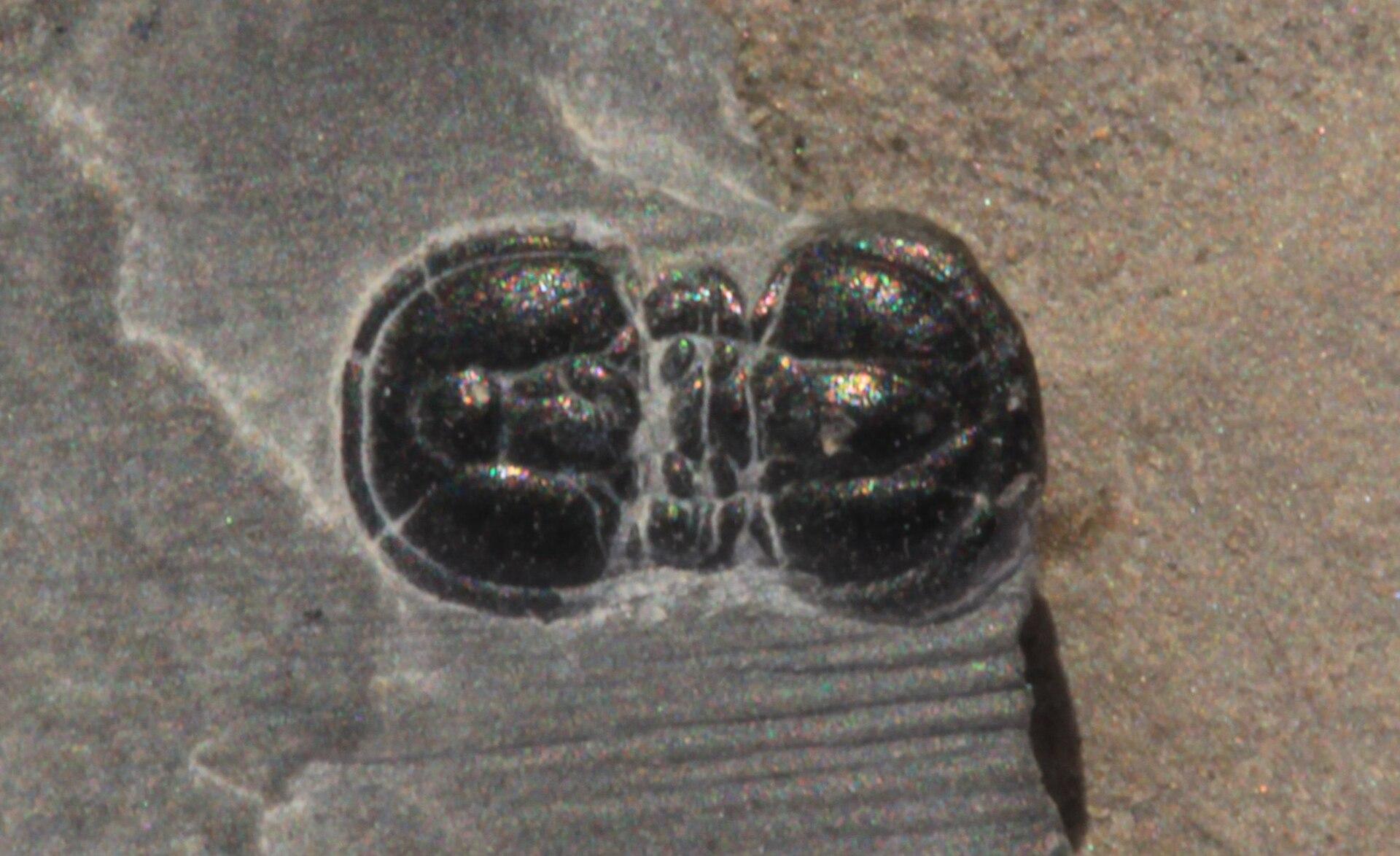 The agnostoid trilobite Ptychagnostus gibbus, five millimetres long, from the Wheeler Shale of the House Range in Utah