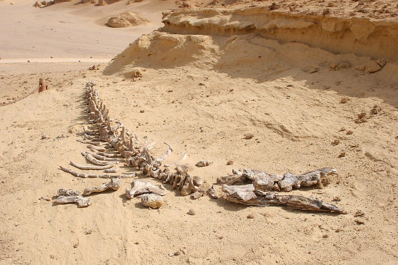 The skeleton of the archaeocete whale Dorudon atrox lying exposed in the desert at Wadi Al-Hitan, Egypt.