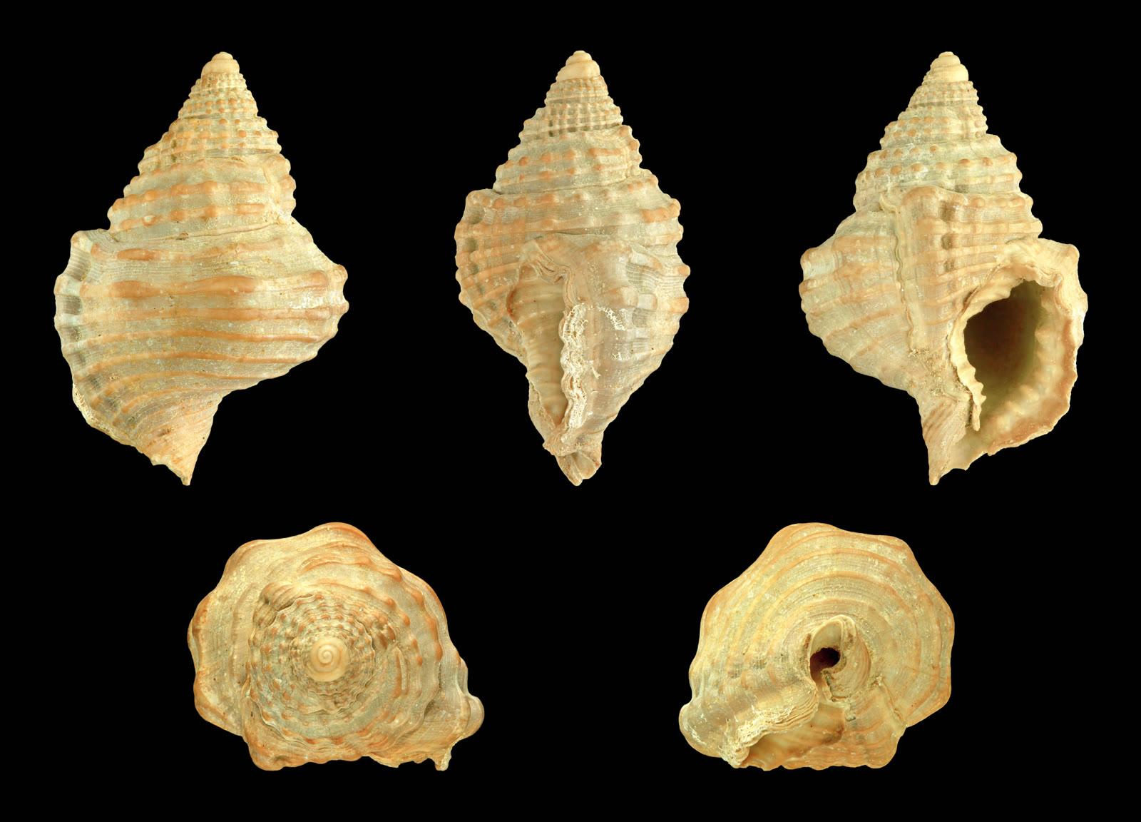 Five views of a small ribbed gastropod shell from the Cook Mountain Formation, on a white background