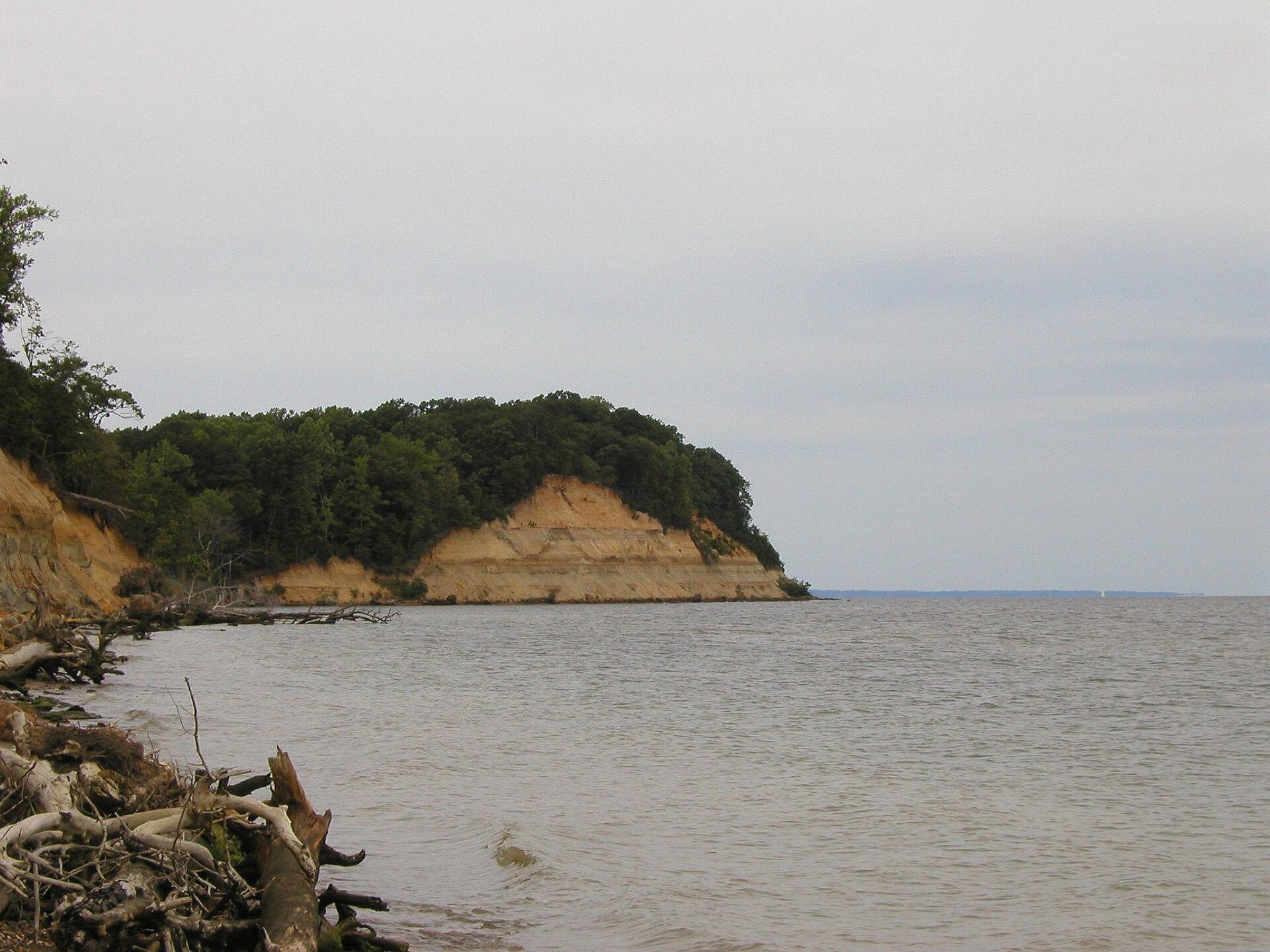 The pale Miocene cliffs of Calvert Cliffs rising above the Chesapeake Bay shoreline in Calvert County, Maryland