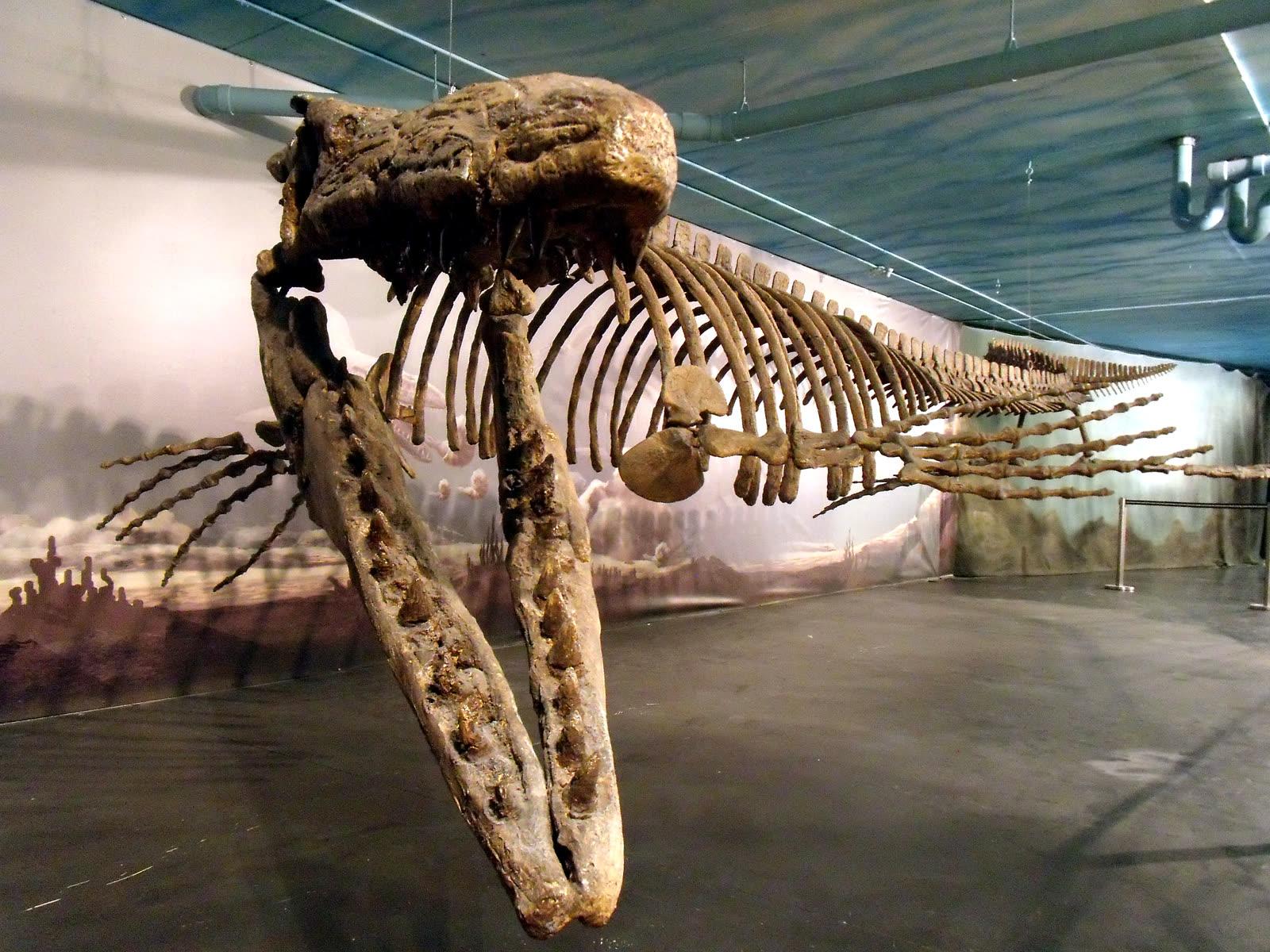 Mounted skeleton of Bruce the Tylosaurus pembinensis with jaws open in the Canadian Fossil Discovery Centre