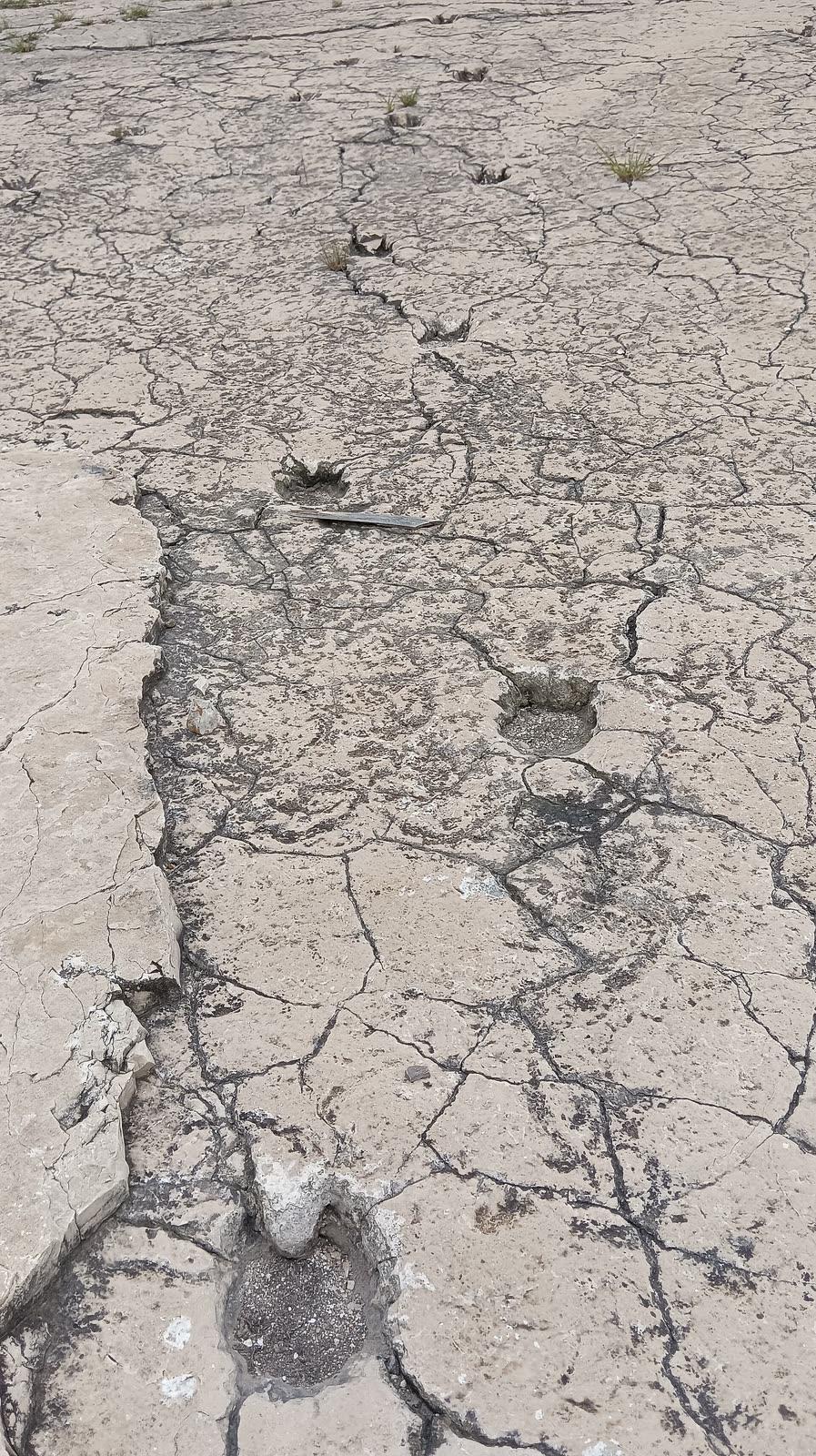 Fossil camelid trackways preserved in bedrock at the Pie de Vaca locality, Tepexi de Rodríguez, Puebla.