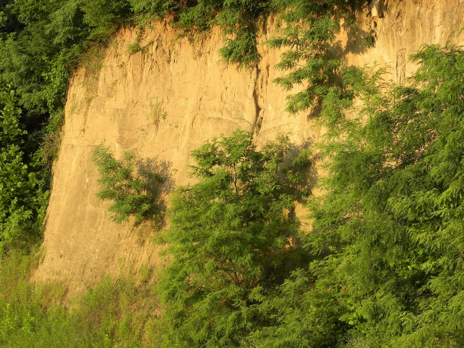 A loess bluff of wind-blown Quaternary silt, the deposit that caps Crowley's Ridge (this exposure at Vicksburg, Mississippi).