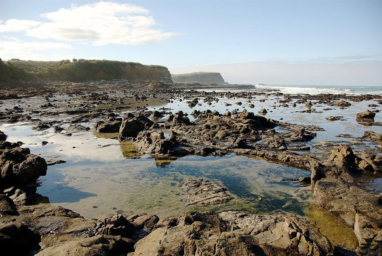 Fossilised tree stumps exposed on the rocky tidal platform at Curio Bay, Southland, New Zealand.