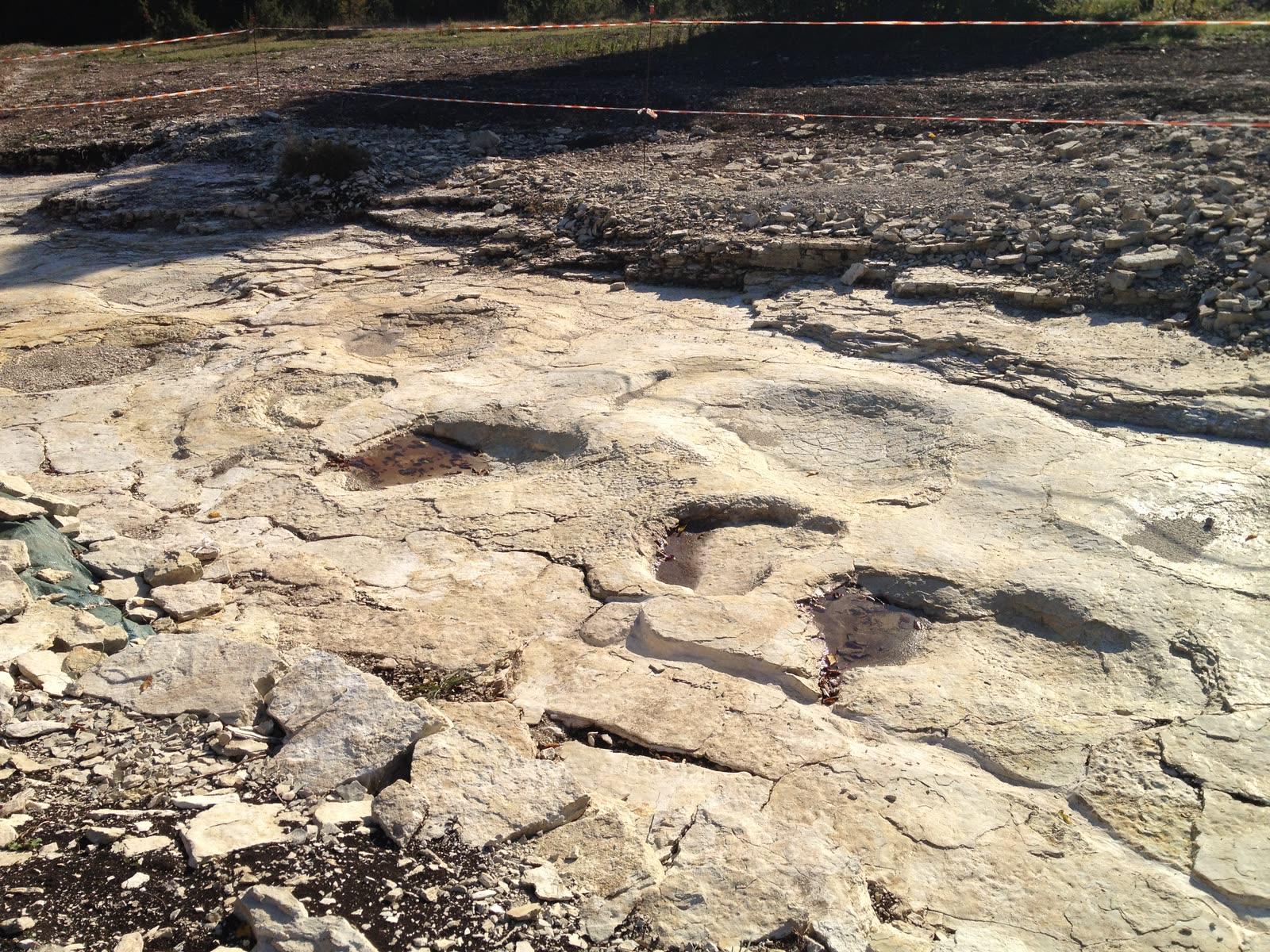 Large oval sauropod footprints pressed into a pale limestone surface during excavation, with orange safety tape and spoil heaps behind.