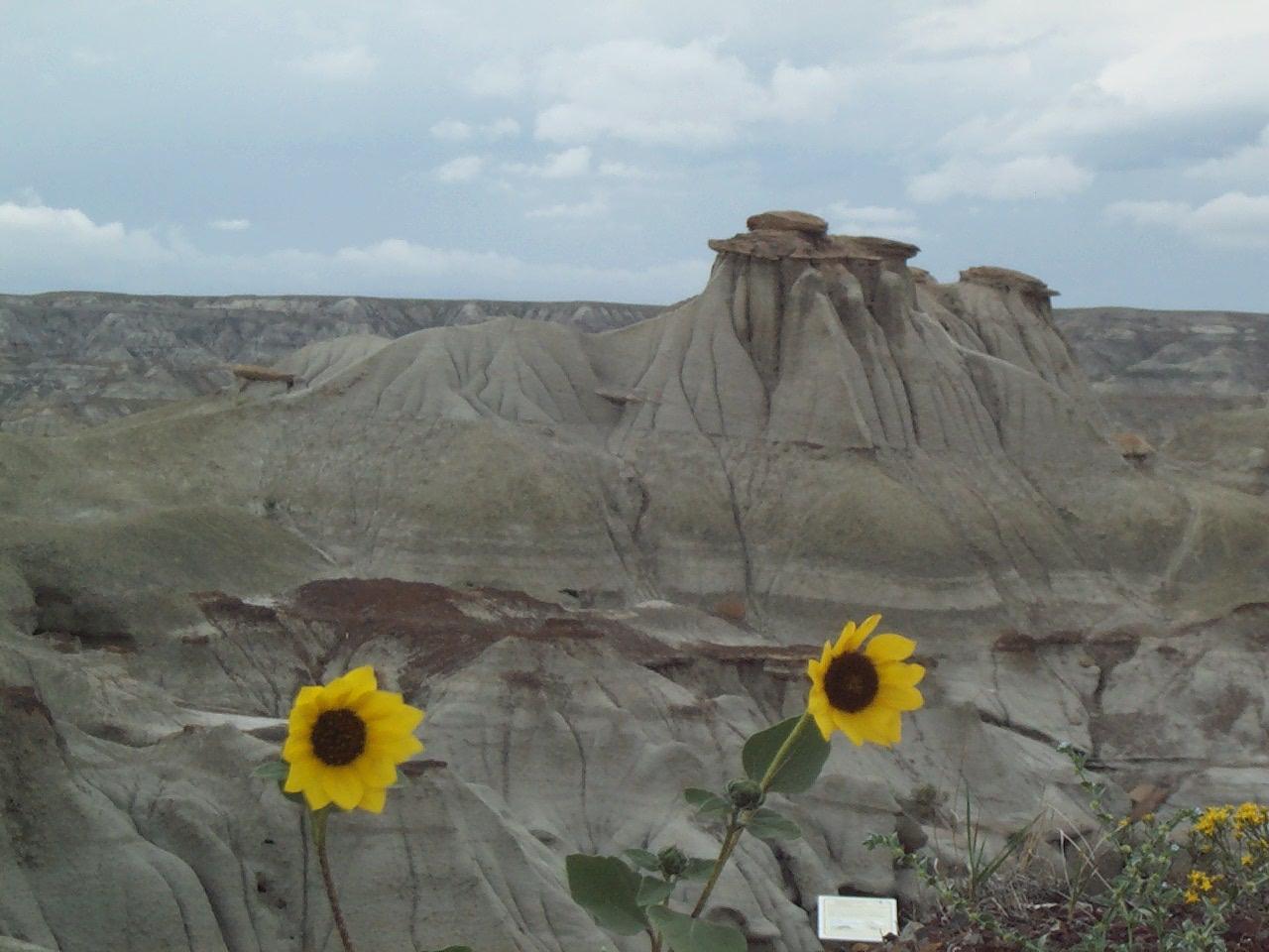 Eroded badland hoodoos with wild sunflowers in the foreground at Dinosaur Provincial Park, Alberta.