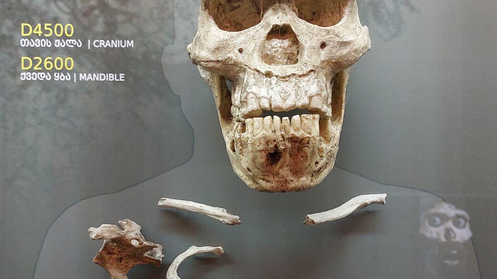 The Dmanisi hominin skull D4500, known as Skull 5, displayed with the D2600 mandible