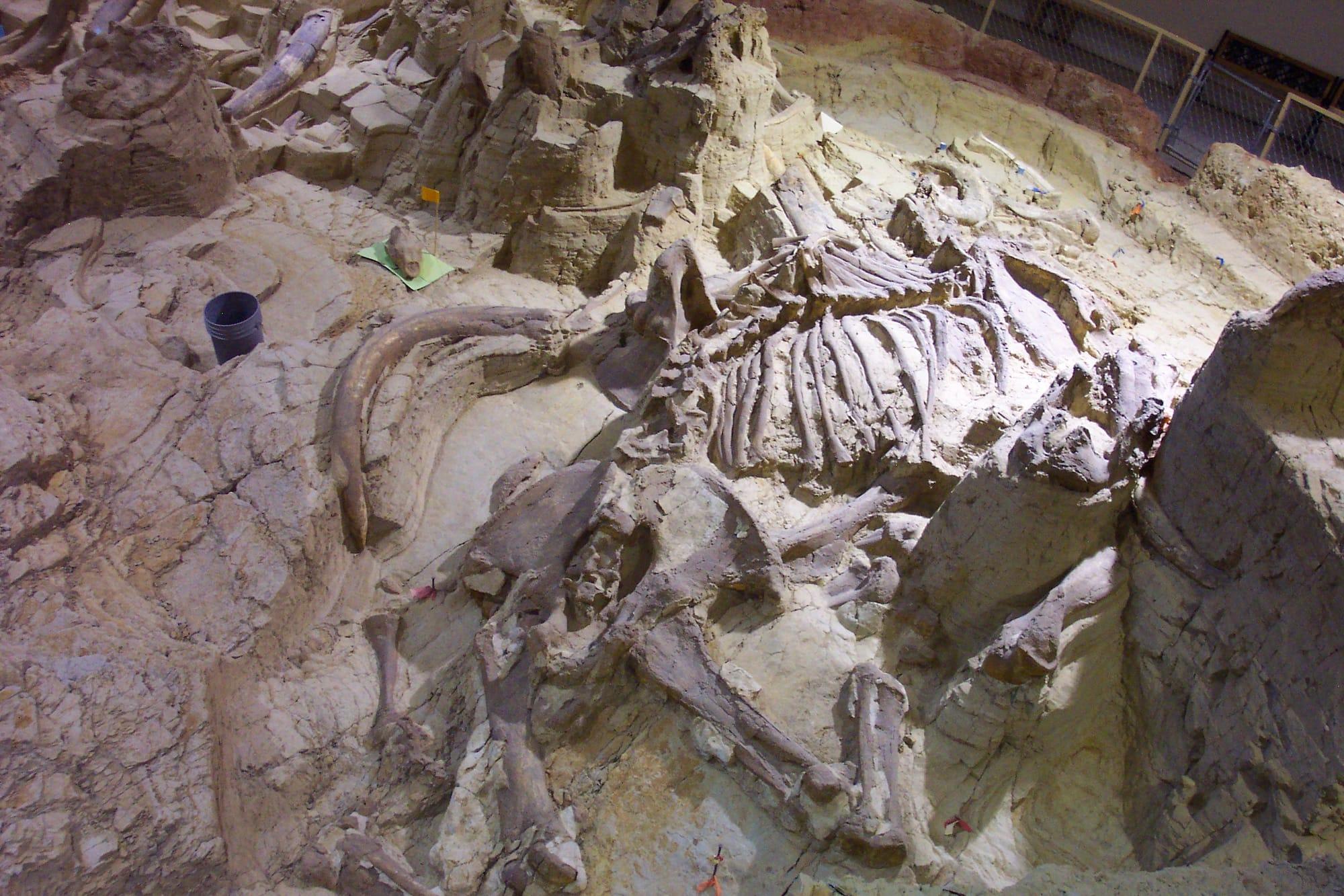 Partly exposed bonebed with tusks and skeletal elements inside the indoor excavation at The Mammoth Site, Hot Springs.