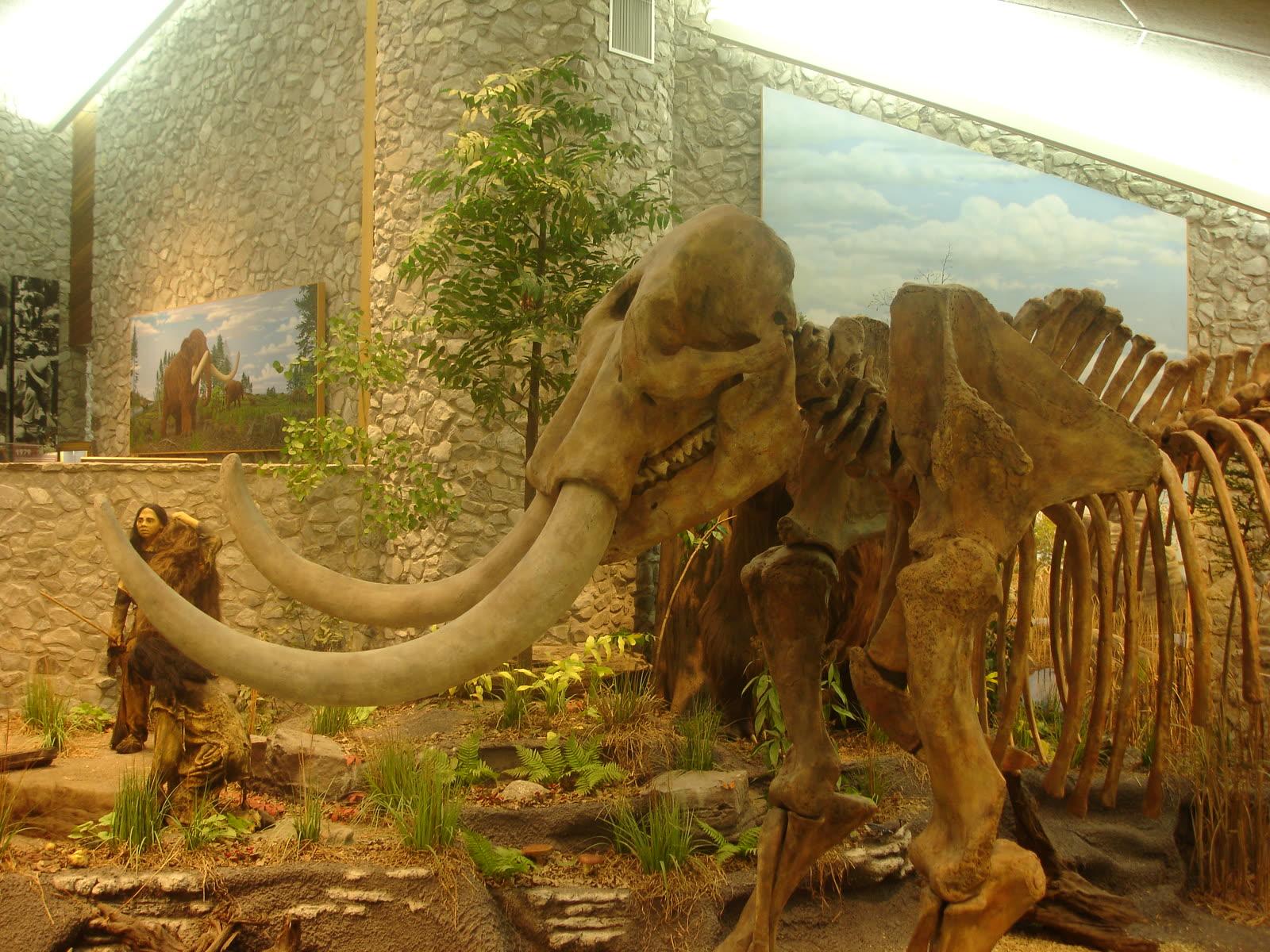Mastodon skeleton replica with long curved tusks in front of a painted Ice Age mural and a model hunter in the museum at Mastodon State Historic Site