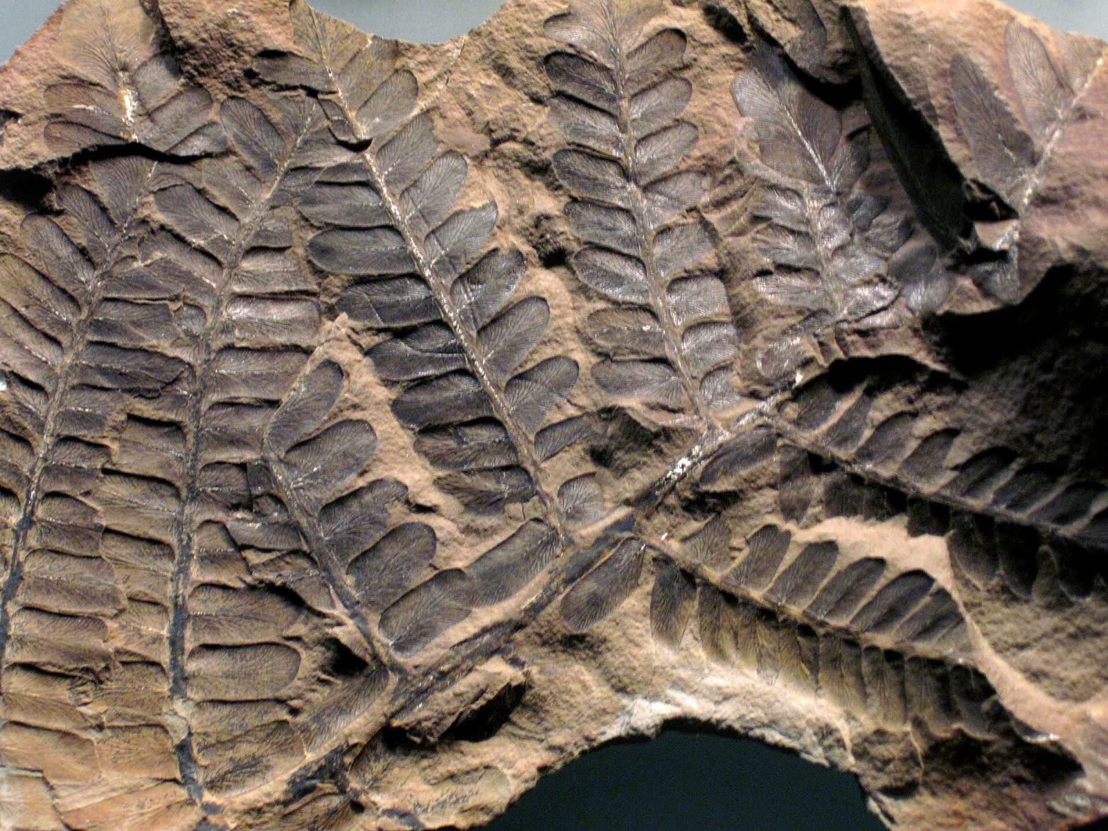A Neuropteris flexuosa seed-fern frond from the Mazon Creek beds, on public display at the Field Museum in Chicago