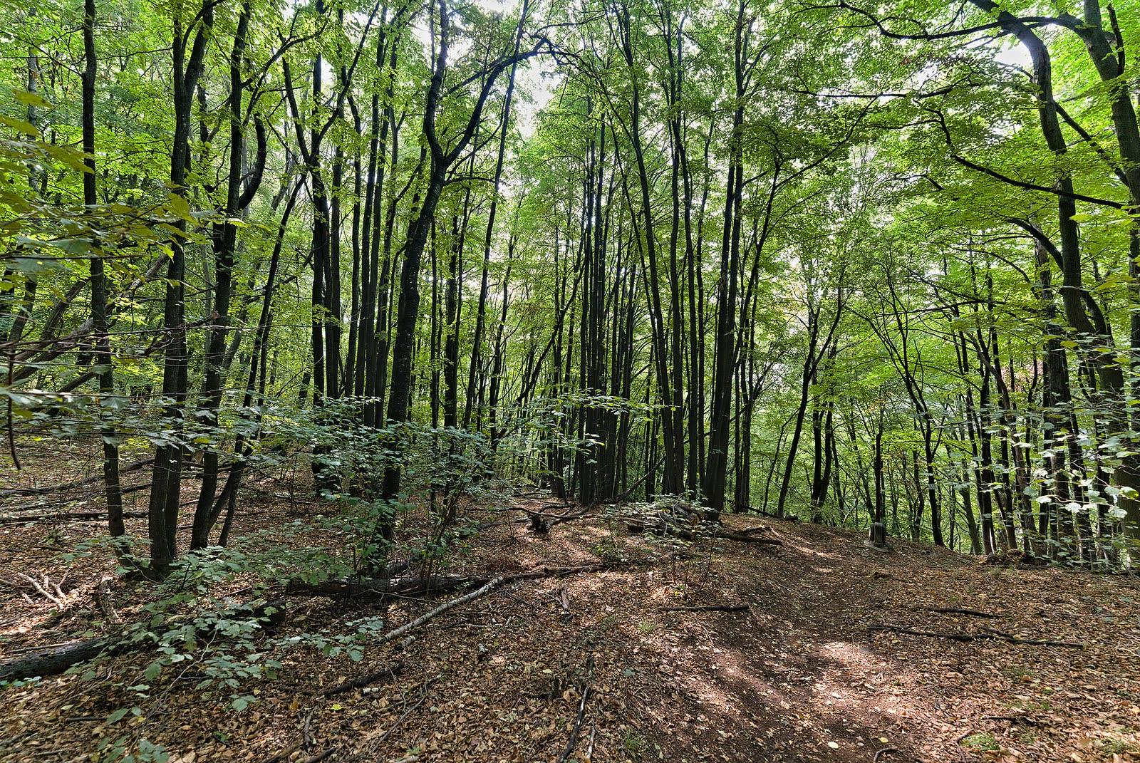 The wooded slopes of the Monte San Giorgio World Heritage core area above Besano in Lombardy