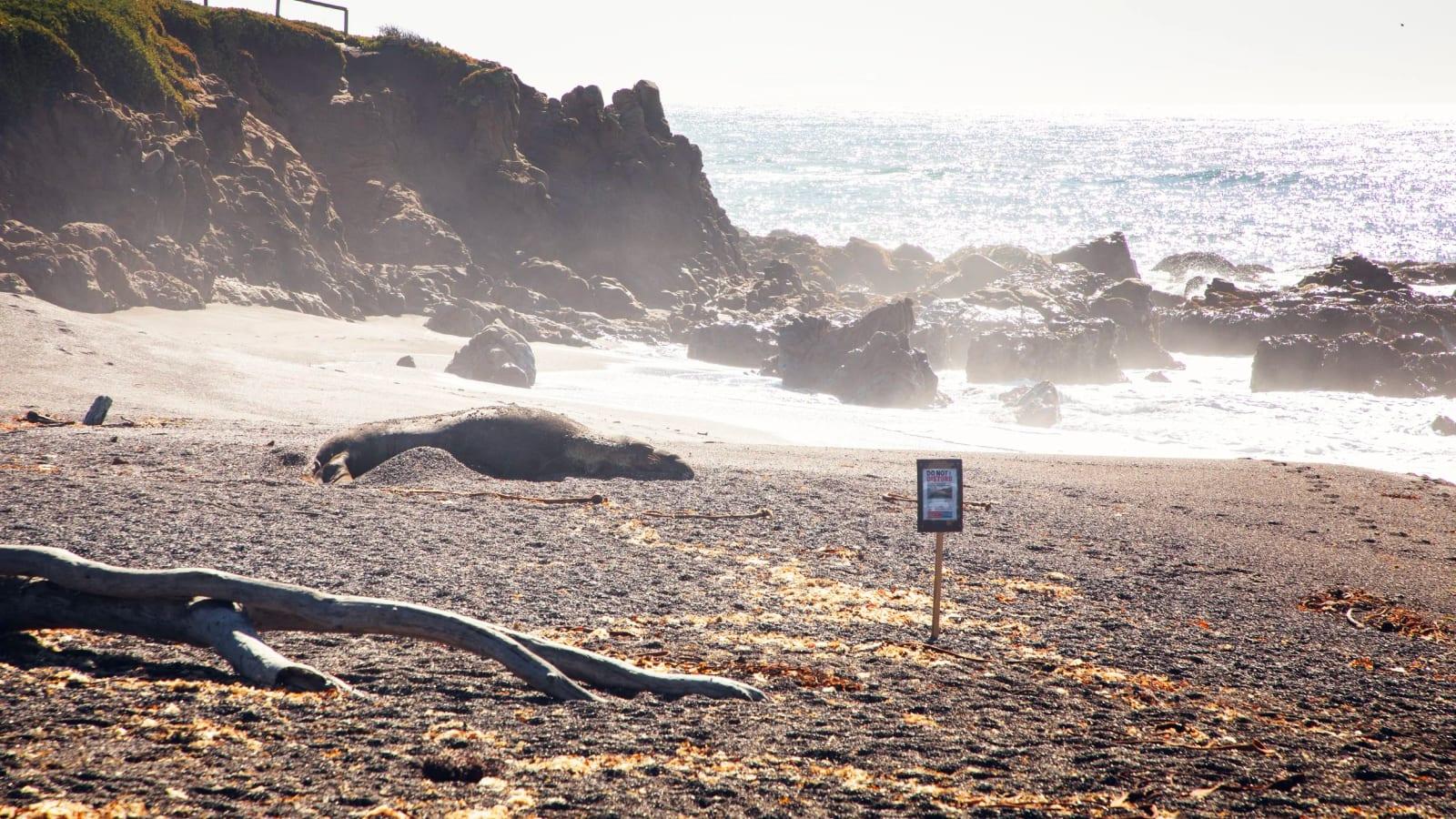 Abundant Aquatic Fossils at Moonstone Beach