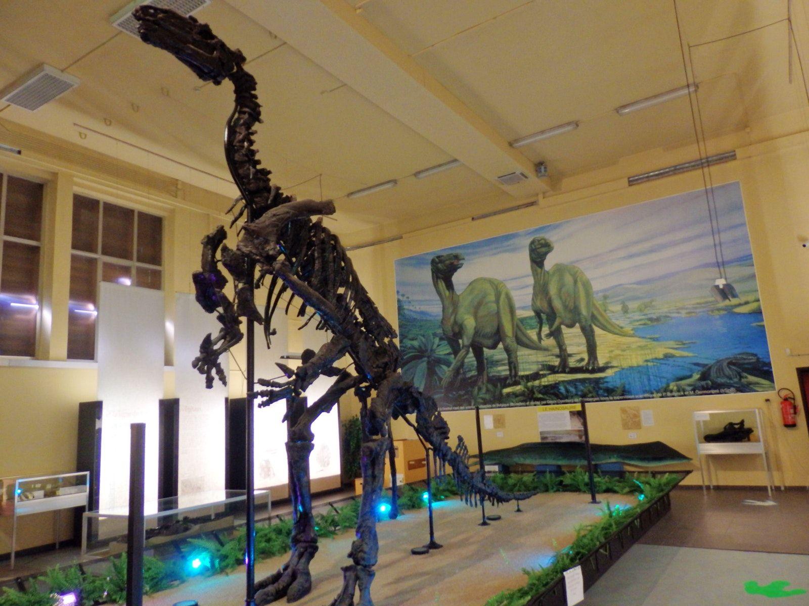 Towering bipedal Iguanodon bernissartensis skeletons mounted inside a tall glass case in the Dinosaur Gallery of the Royal Belgian Institute of Natural Sciences, Brussels.