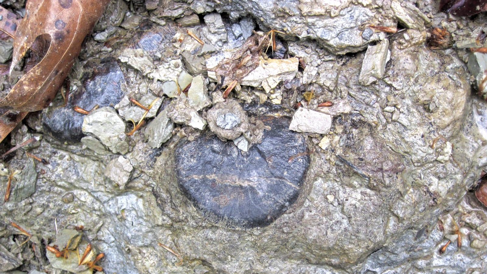 Caesar Creek State Park: brachiopods, bryozoans, crinoids, trilobites, and corals in Waynesville, Ohio