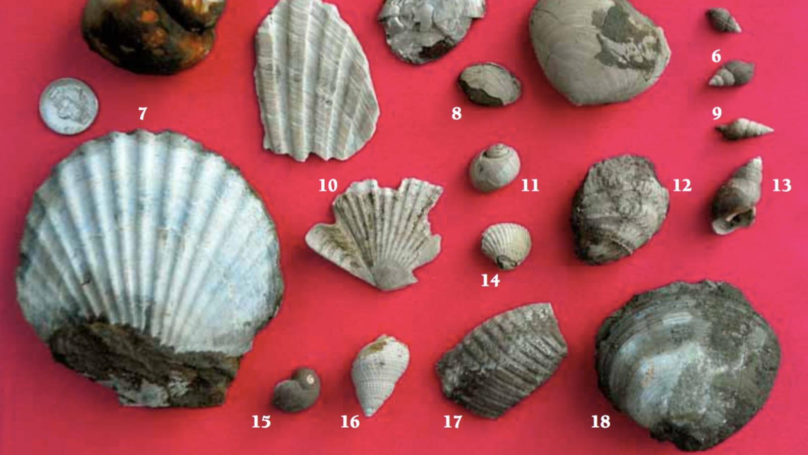 Where to Find Fossils at Centerville Beach