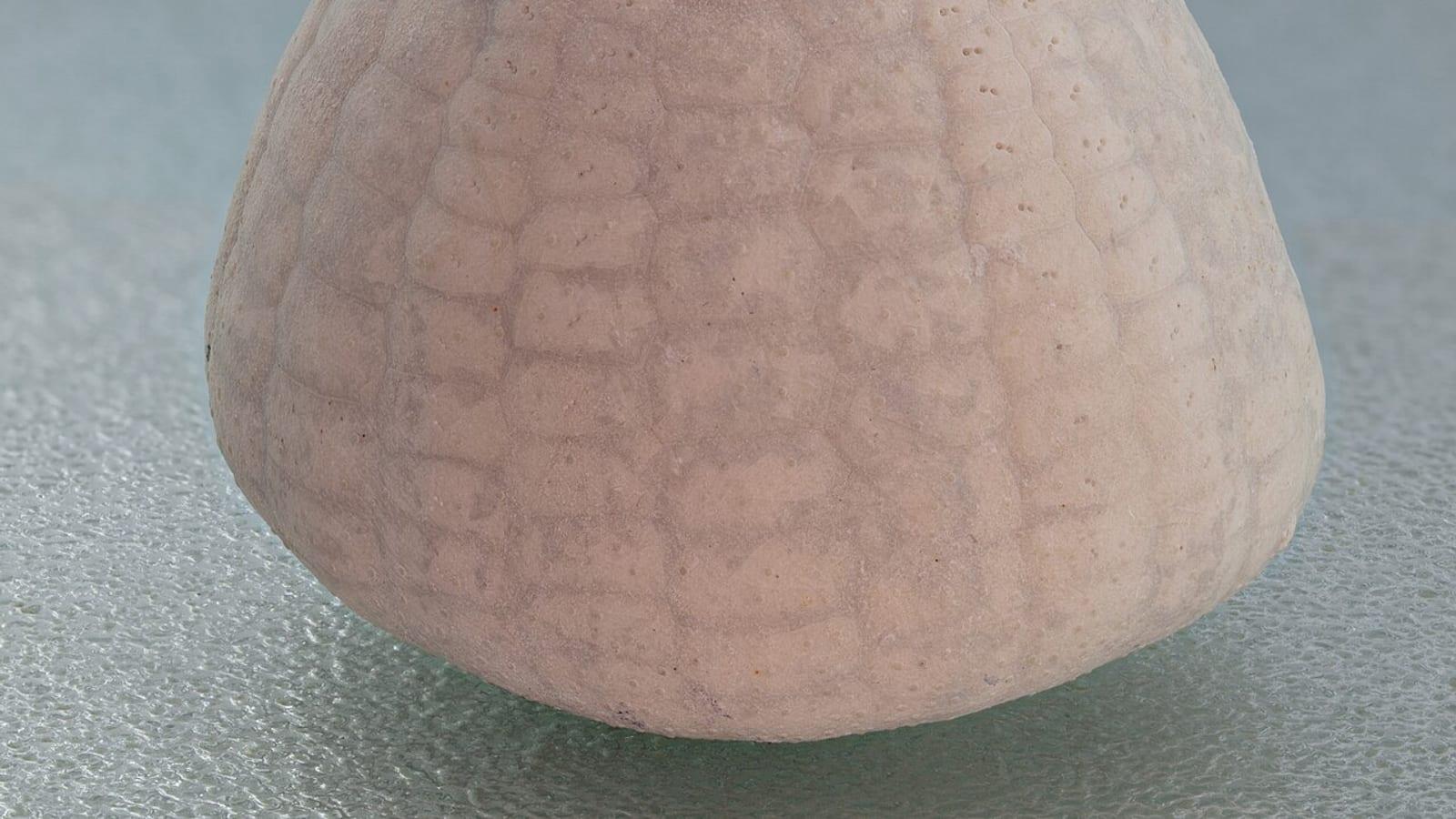 Dalbyover Quarry Paleocene Bryozoan Fossils