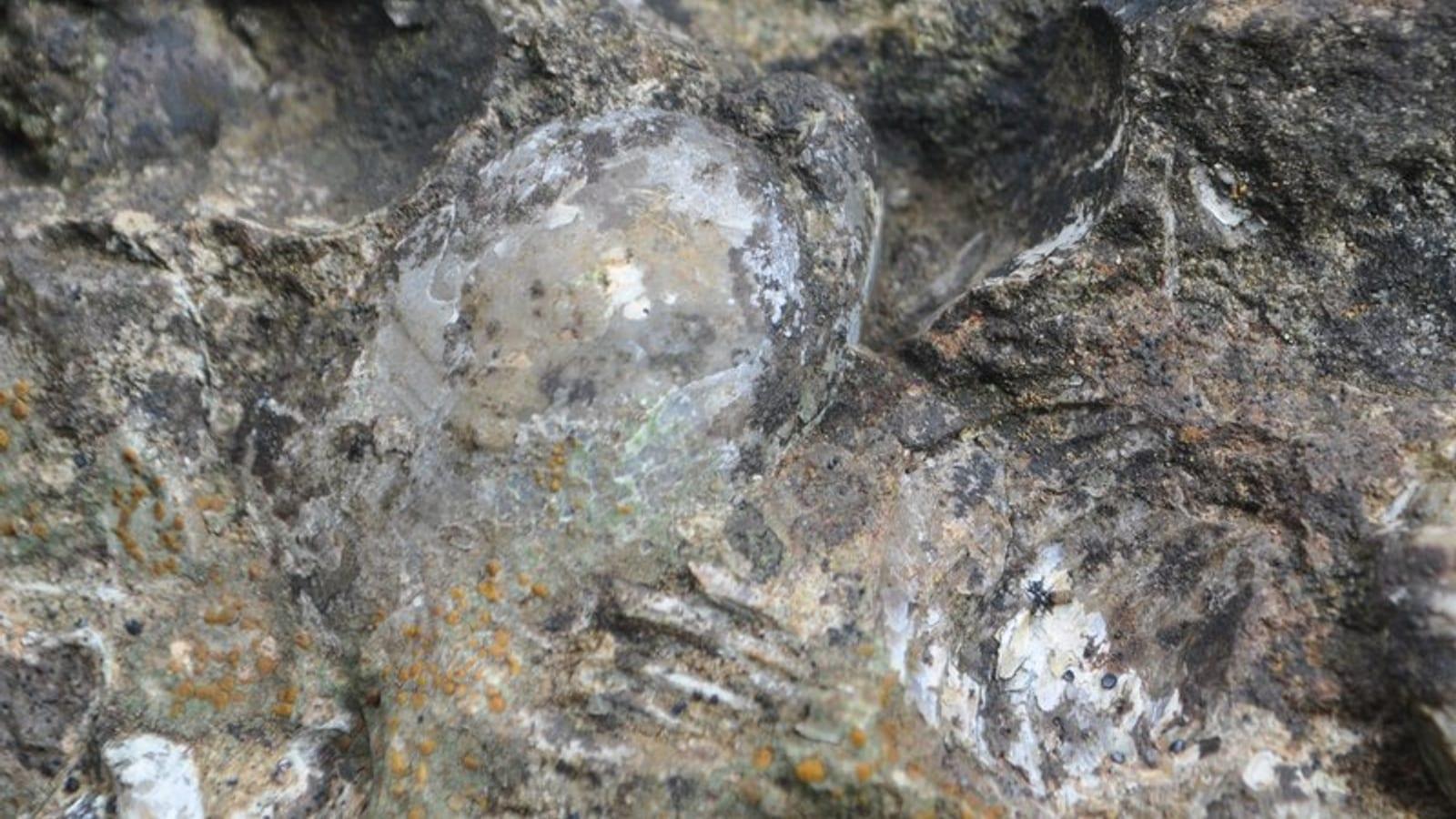 East Fork State Park: brachiopods, bryozoans, trilobites, crinoids, and horn corals in Bethel, Ohio