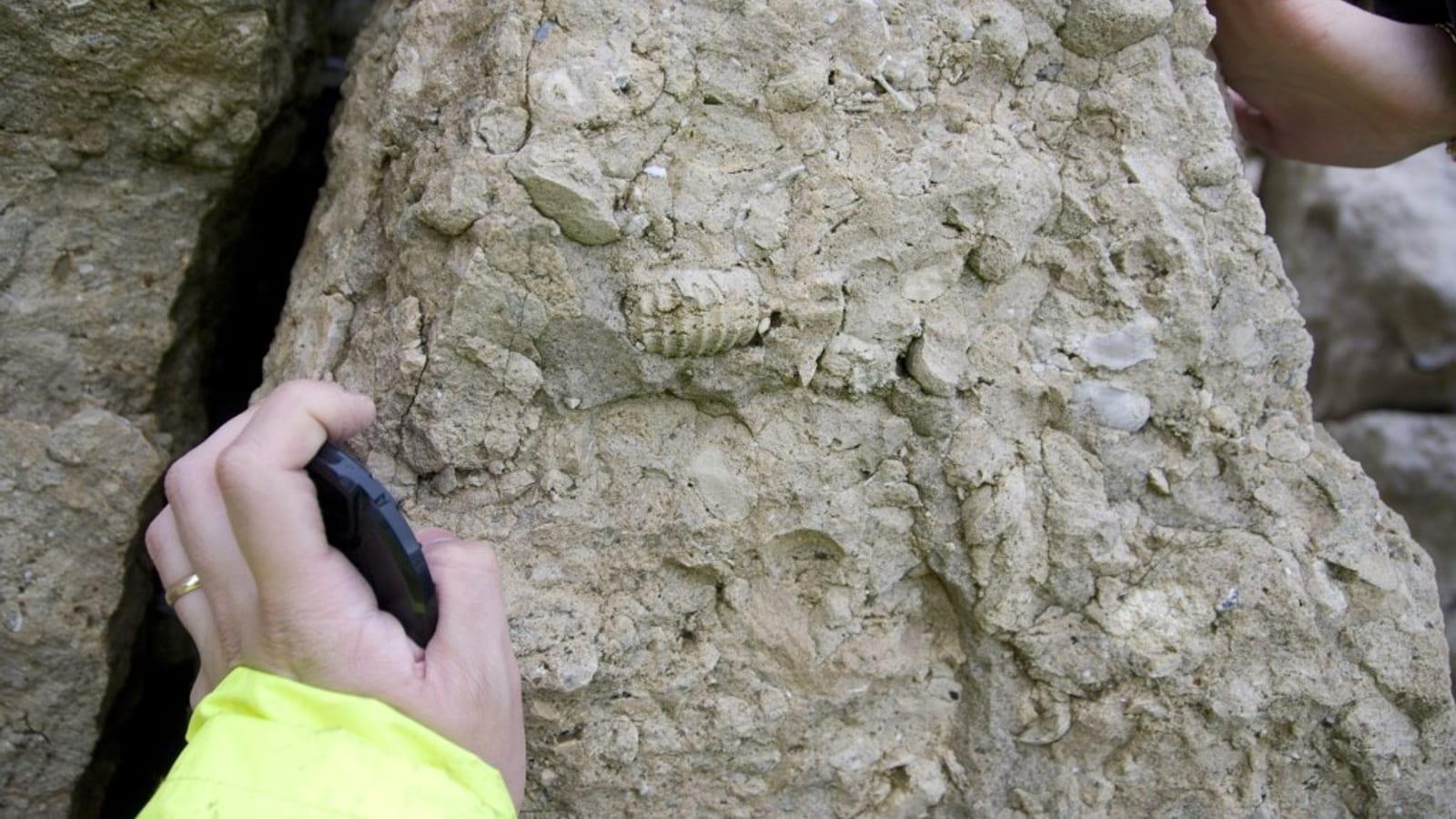 Finding Fossils at Beer Head: Your Complete Guide