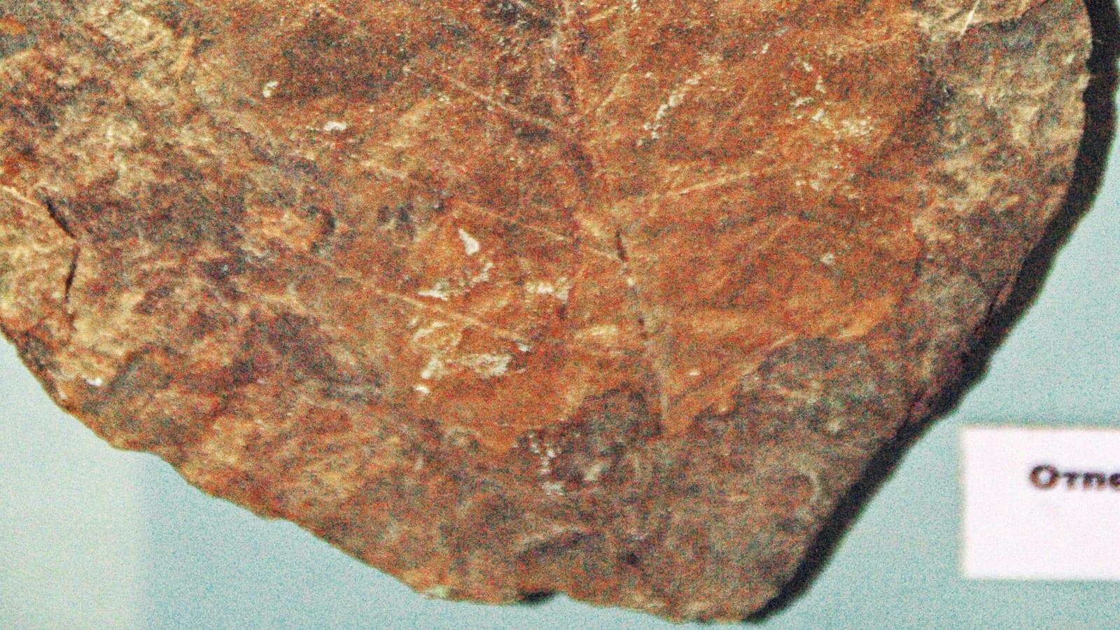 Florissant Fossil Quarry : plants, insects, and petrified wood in Florissant, Colorado