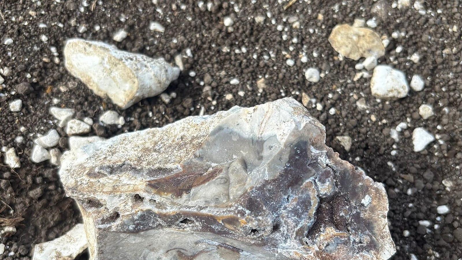 Your Guide to Fossil Collecting at Seven Sisters