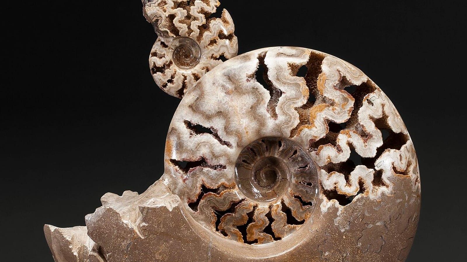 Fossiliensammelstelle Titting Free Jurassic Fossil Collecting Bavaria