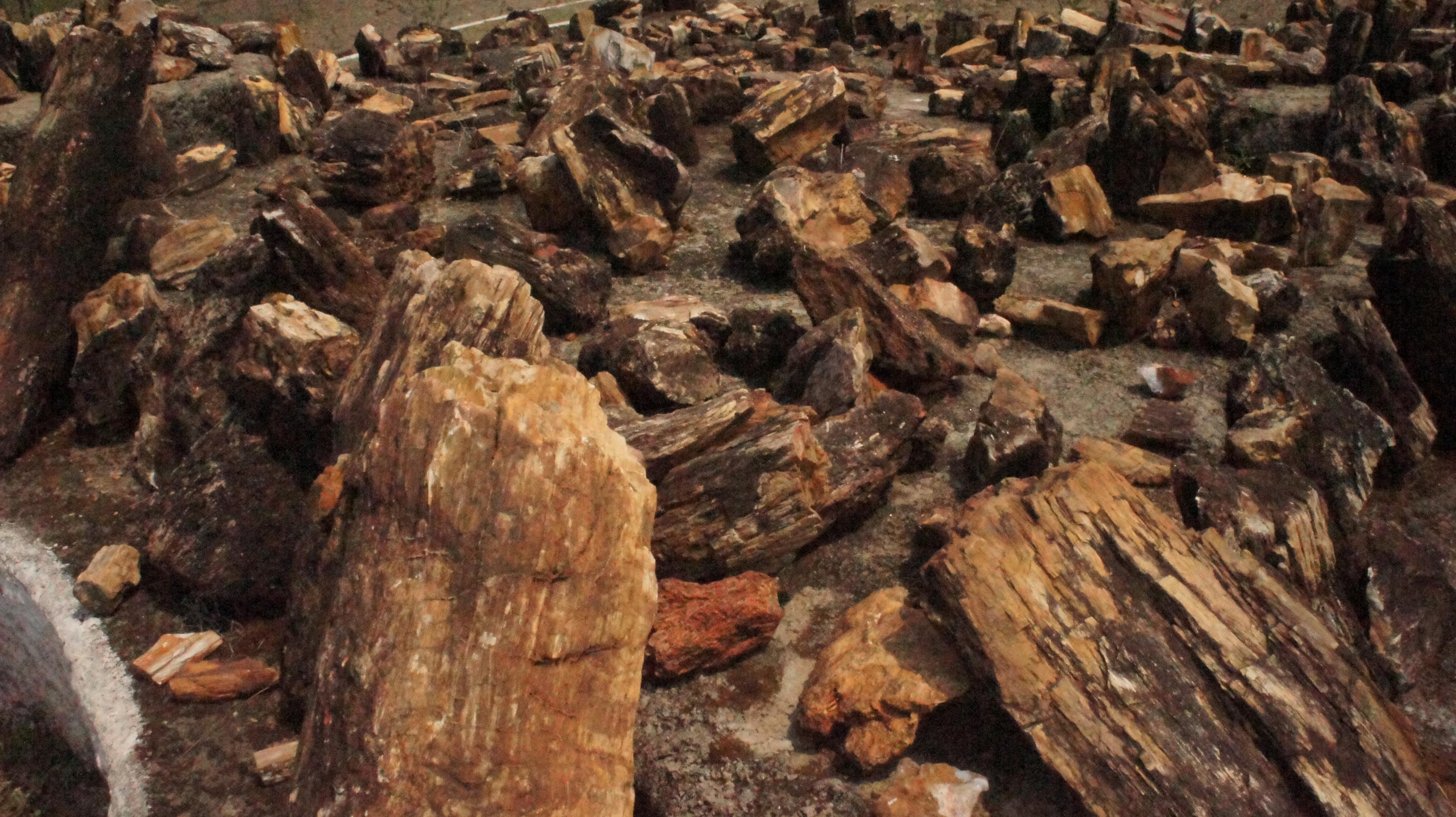 In-situ fossil palms and petrified wood at Ghughua National Fossil Park, Madhya Pradesh