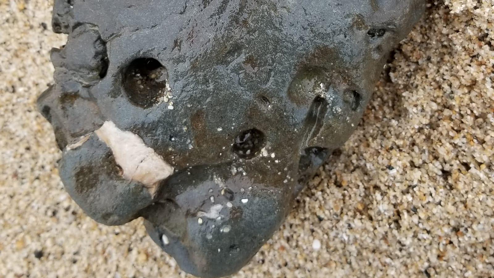 Fossils Found at Half Moon Bay
