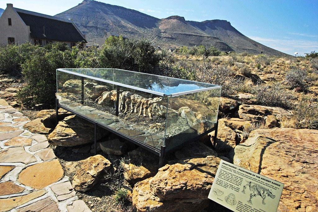 Outdoor glass display case of fossil-bearing rock slabs with the Karoo escarpment behind at the park visitor area.