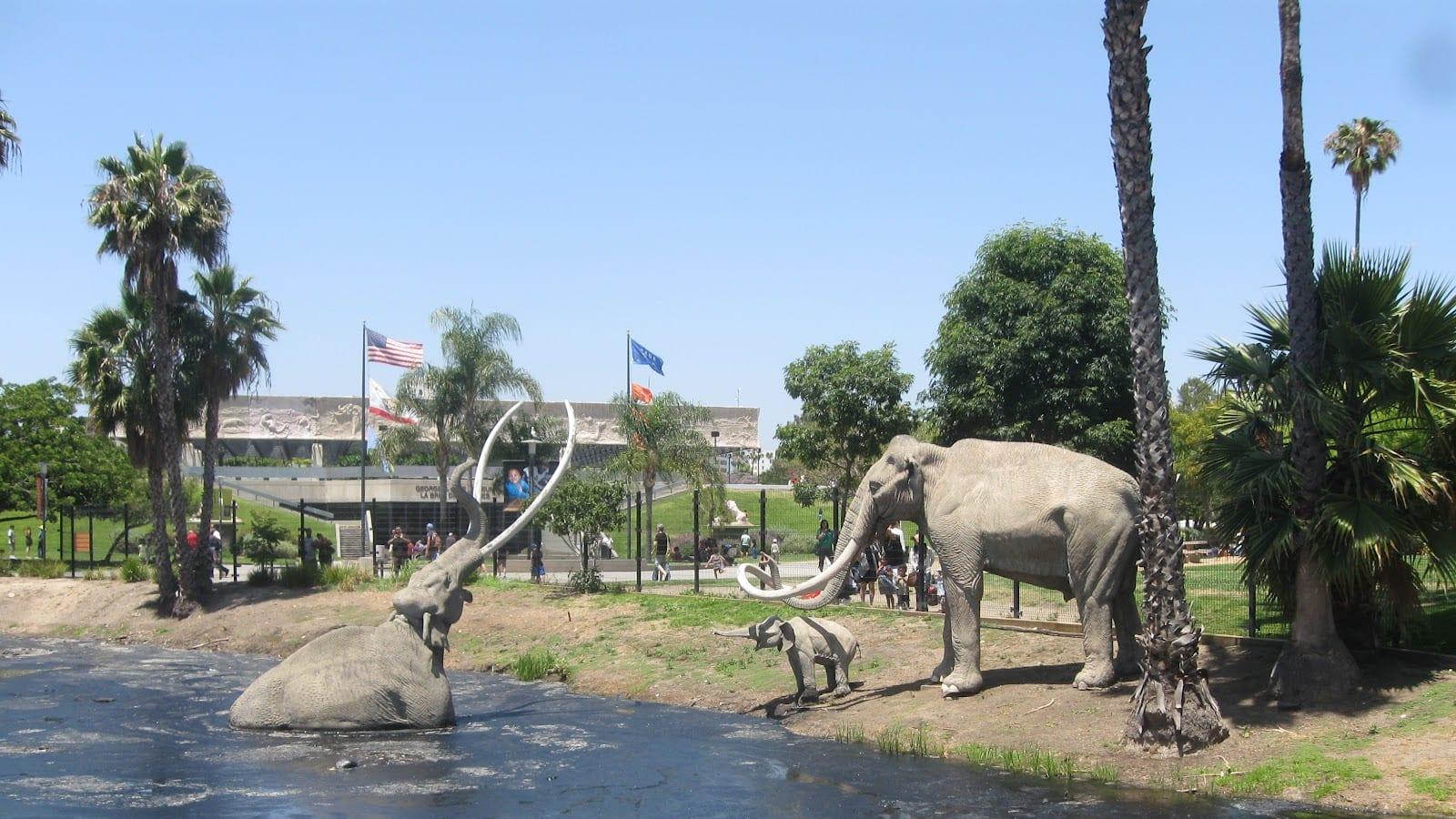 Observing Fossils Found at the La Brea Tar Pits