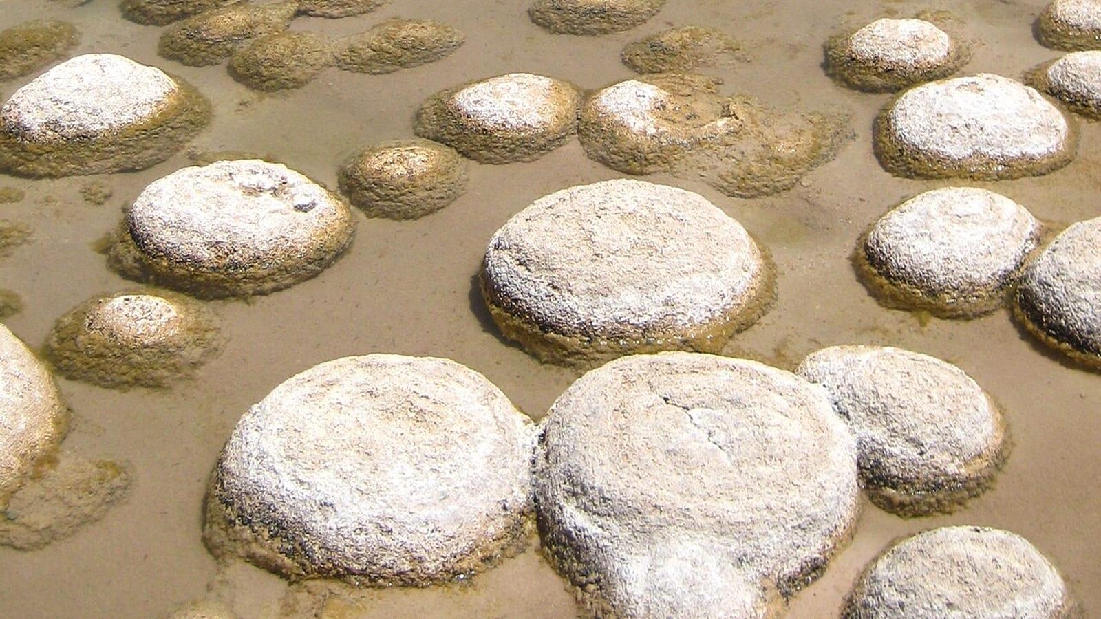 Lake Clifton Thrombolites Yalgorup National Park Western Australia