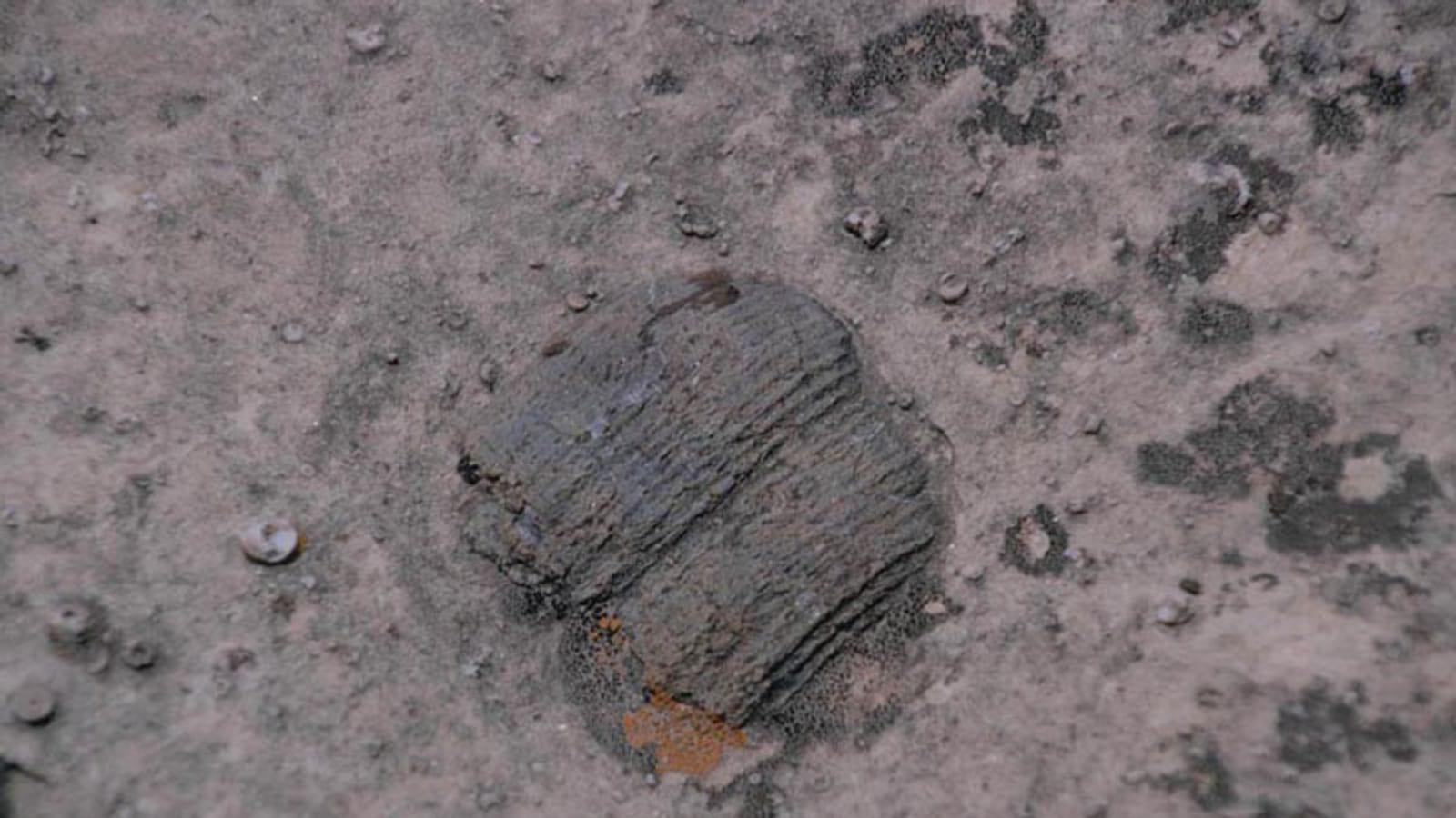Lost River: trilobites, marine invertebrates, brachiopods, and corals in Wardensville, West Virginia