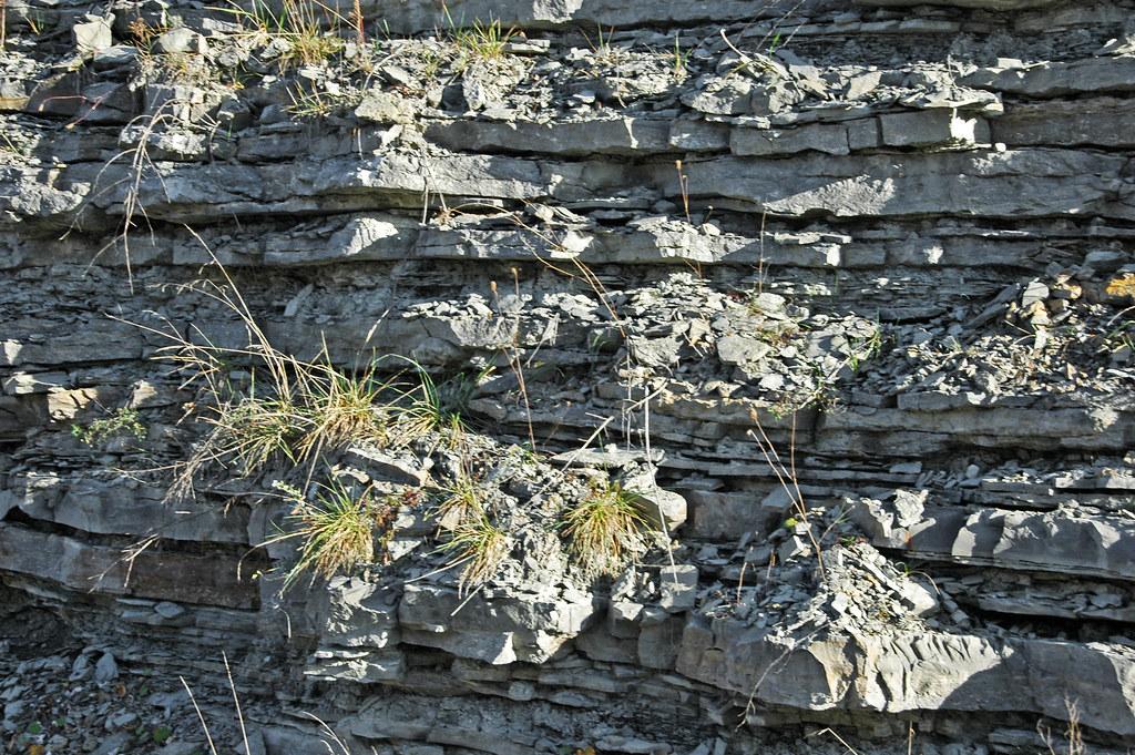 Layered limestone and shale of the Kope Formation exposed in a Maysville, Kentucky roadcut, with hammer for scale.