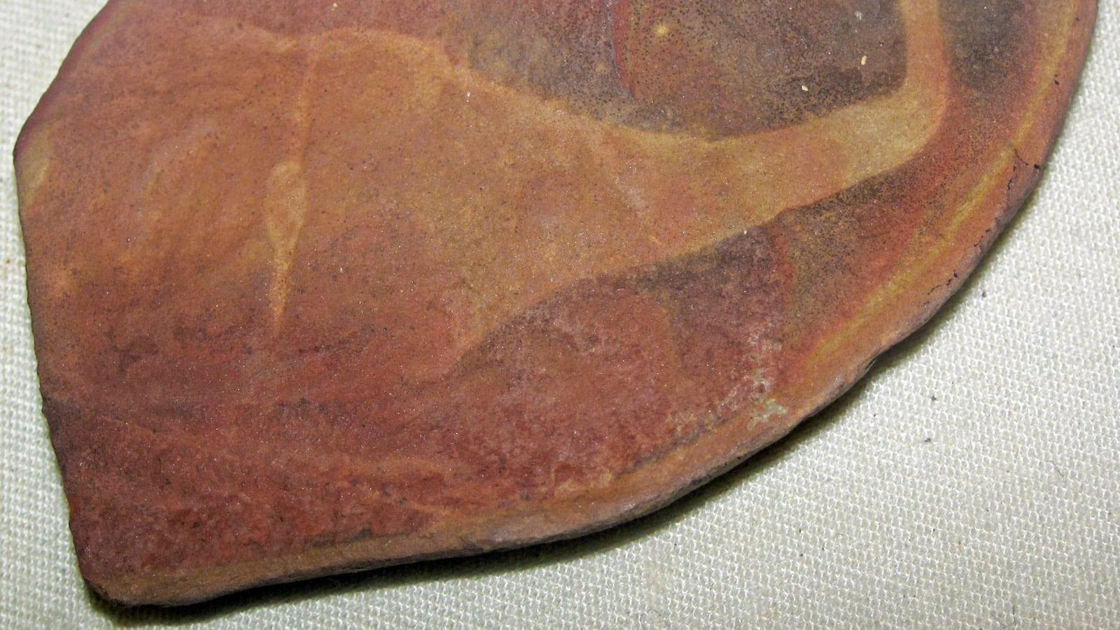 Mazon Creek: plants, insects, and Tully Monster in Illinois