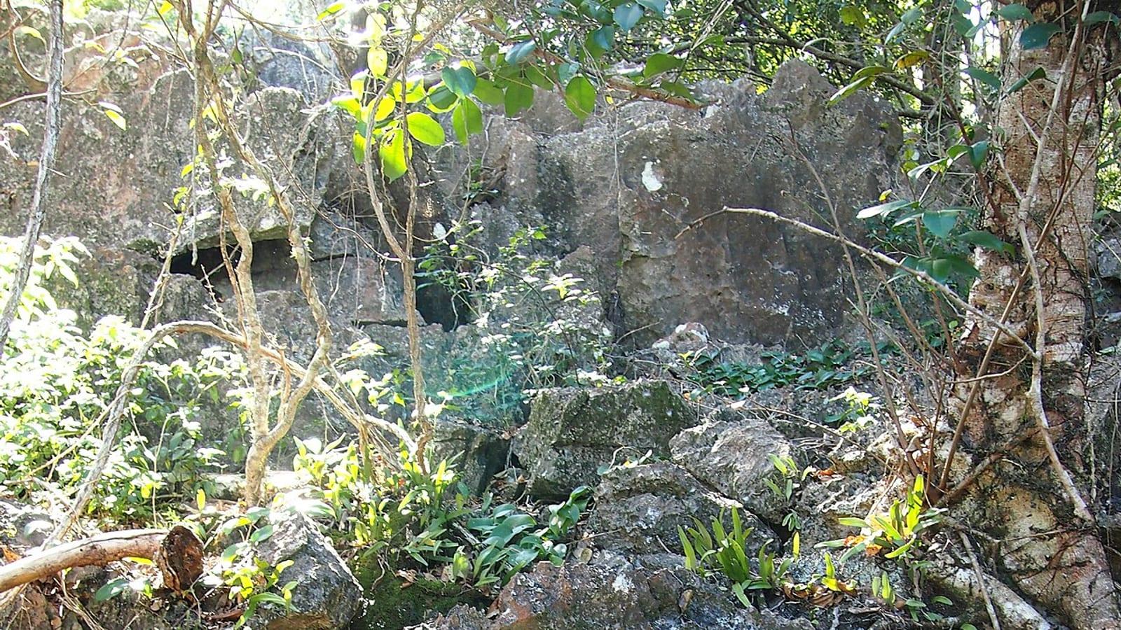 Mount Etna Caves National Park Pleistocene Fossils Queensland
