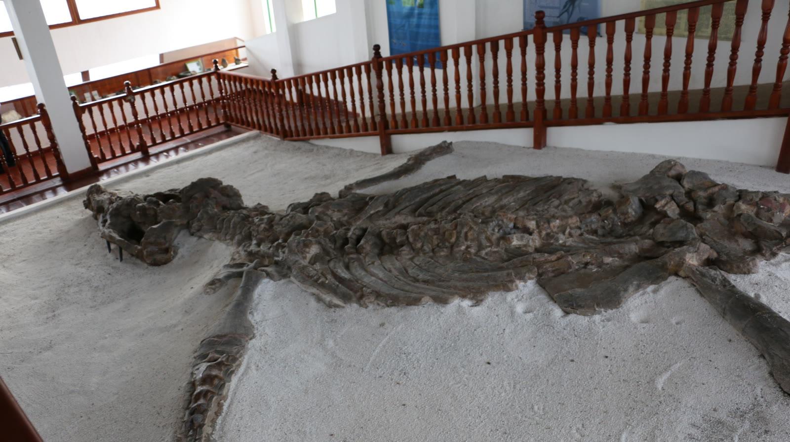 The Monquirasaurus holotype skeleton lying in a floor pit behind red railings inside the museum hall