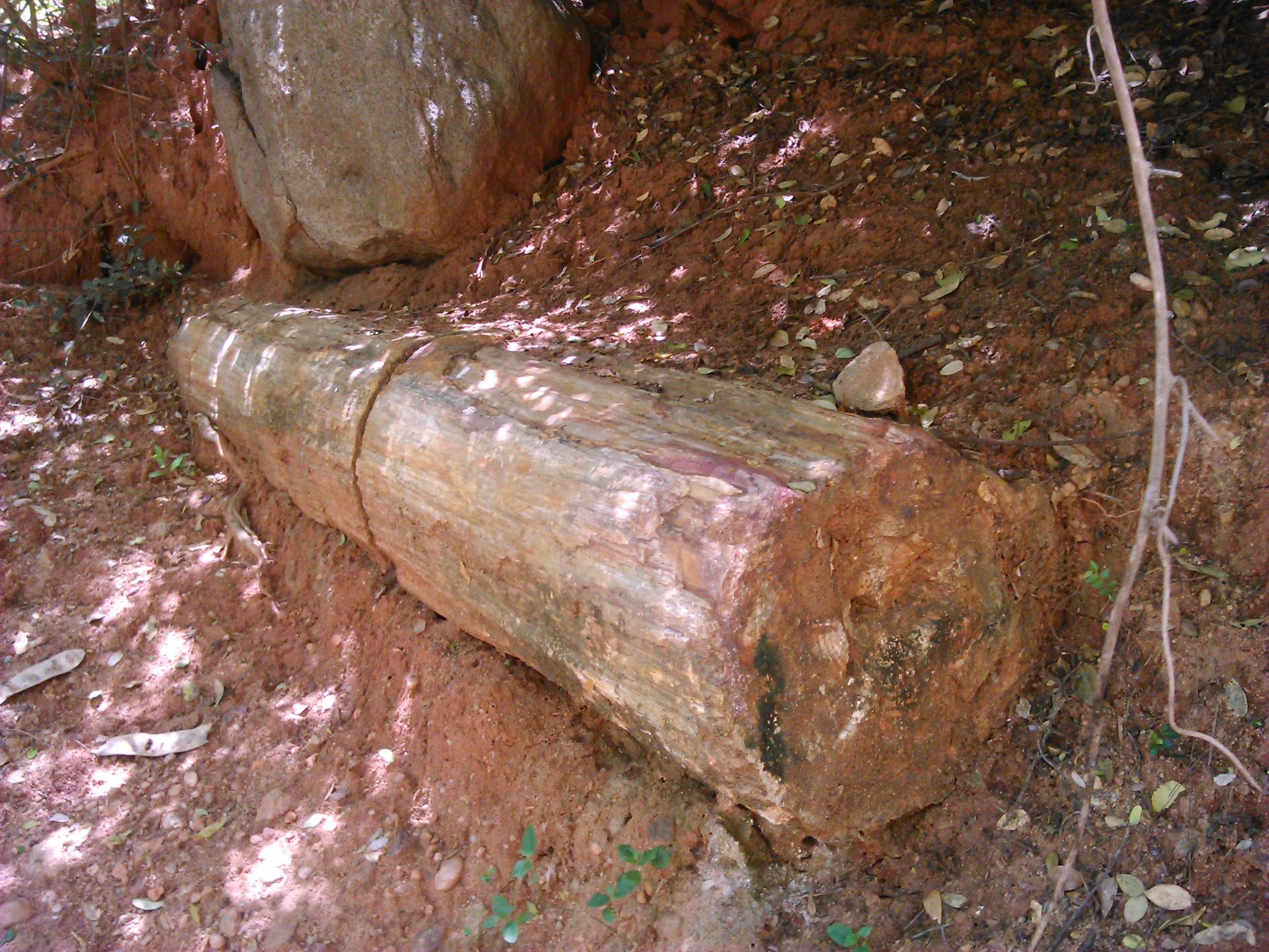 Fossil wood trunk at the National Fossil Wood Park, Tiruvakkarai village, Tamil Nadu