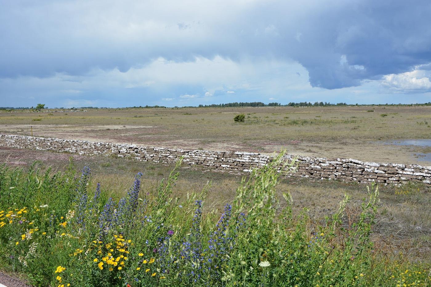 Open limestone pavement of the Stora Alvaret on Oland, thin turf over bare rock