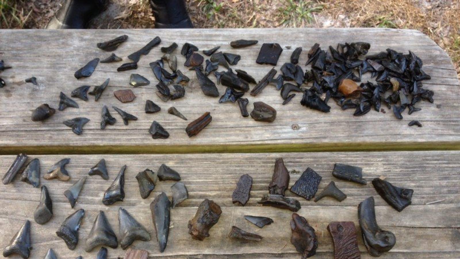 Peace River: shark teeth, vertebrate fossils, and Ice Age mammals in Florida