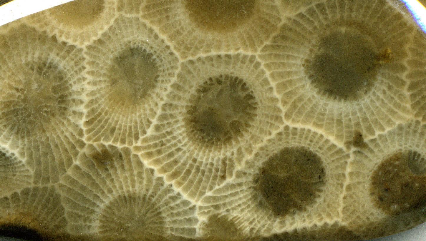 Polished Petoskey stone showing the hexagonal cells of the Devonian fossil coral Hexagonaria percarinata from Michigan.