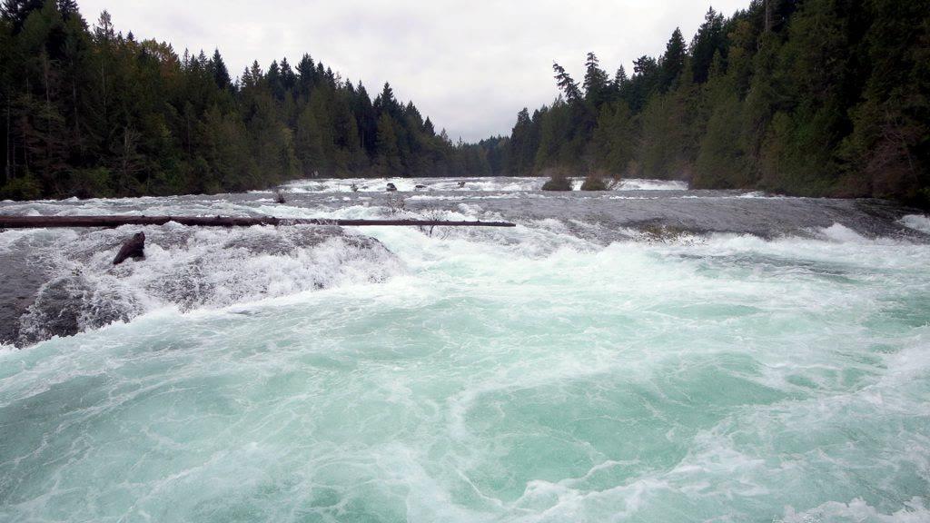 Whitewater on the Puntledge River near Courtenay, forested banks on both sides