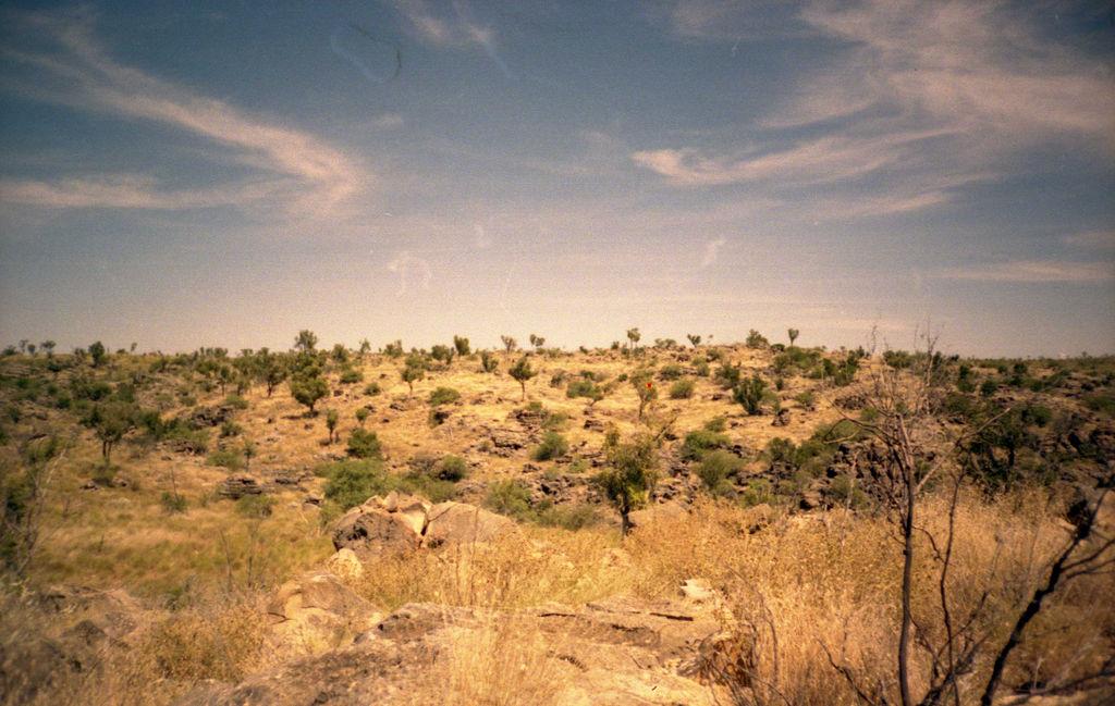 Scrubby outback landscape of golden grasses, scattered eucalypts and stony ground at Riversleigh, north Queensland.