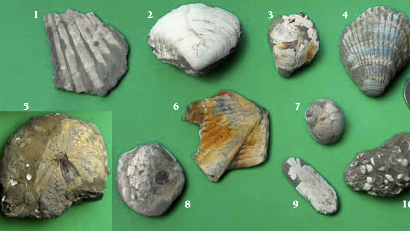 Best Guide to Finding Fossils at Scotia Bluffs