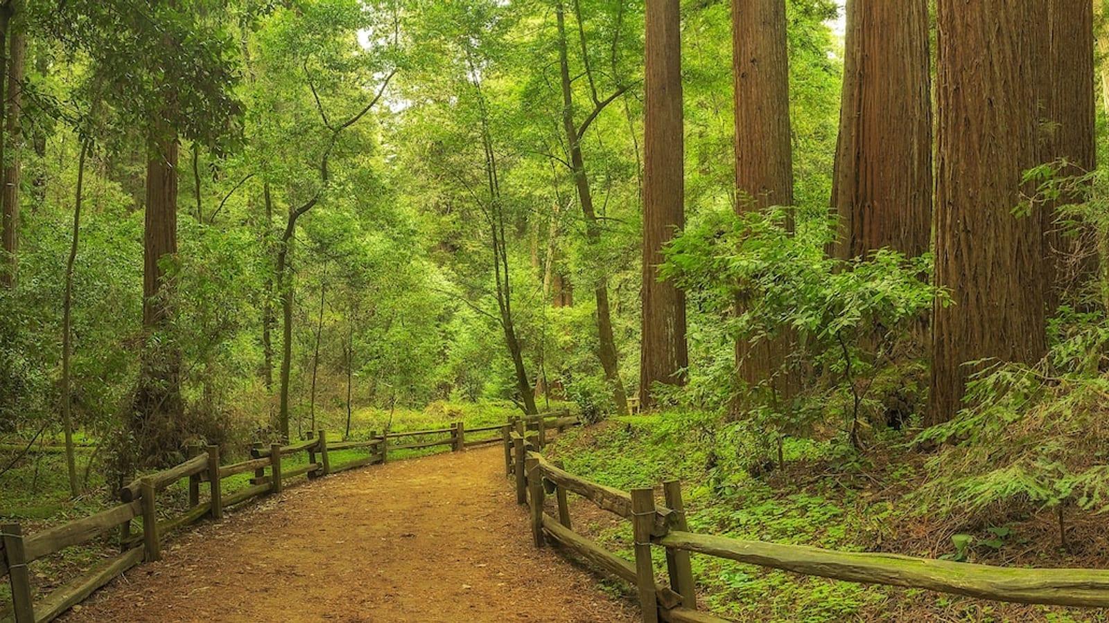 Scotts Valley Fossil Hunting Guide